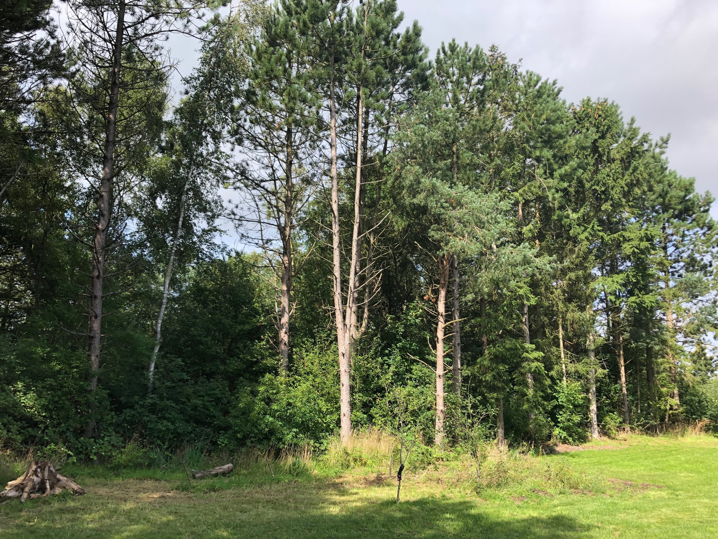 Miniaturebillede 2: . Billede af Albertasvej 9, Borregård, 9670 Løgstør