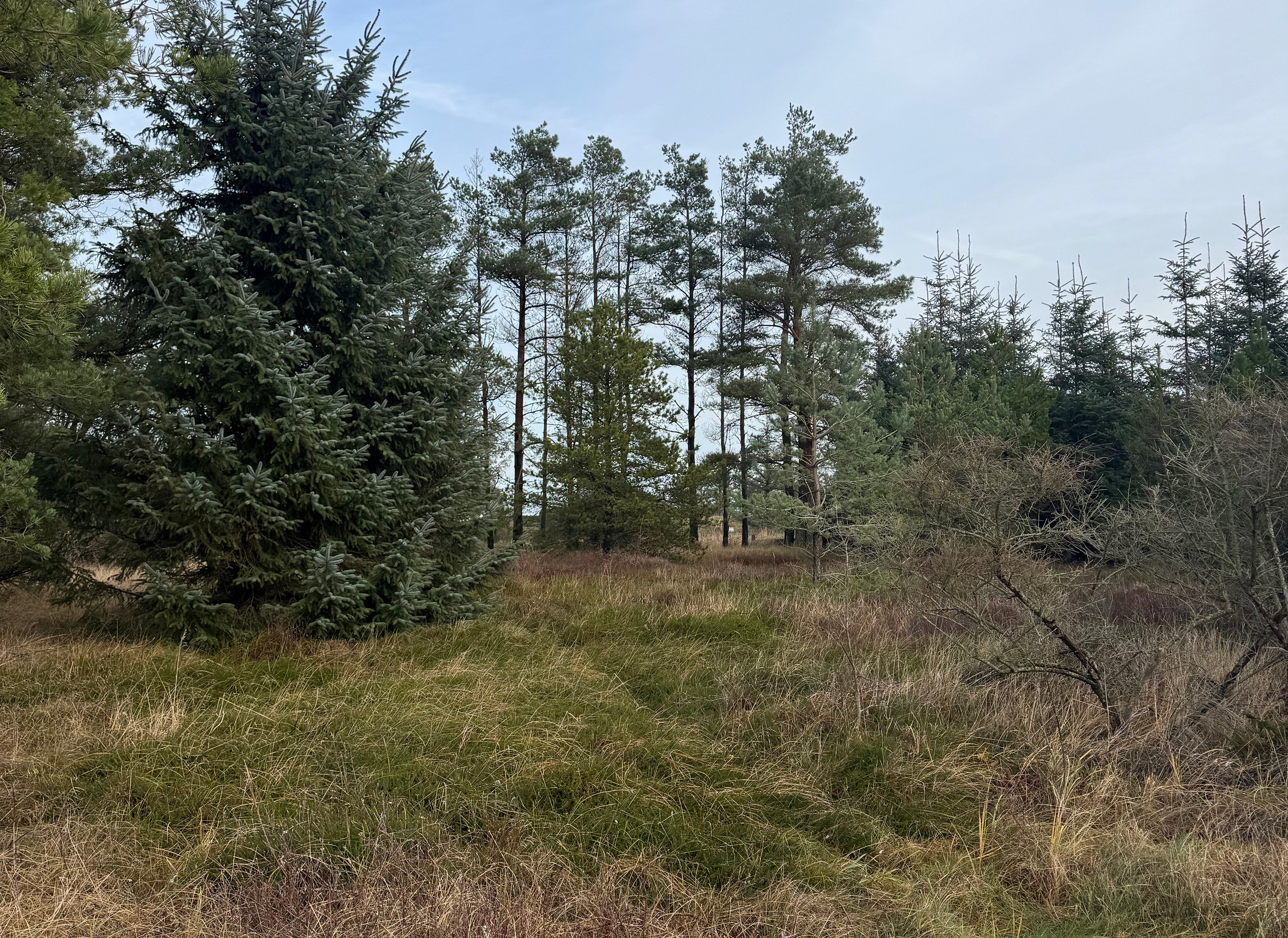 Miniaturebillede 1: . Billede af Blåbærstien 4, Thorupstrand, 9690 Fjerritslev