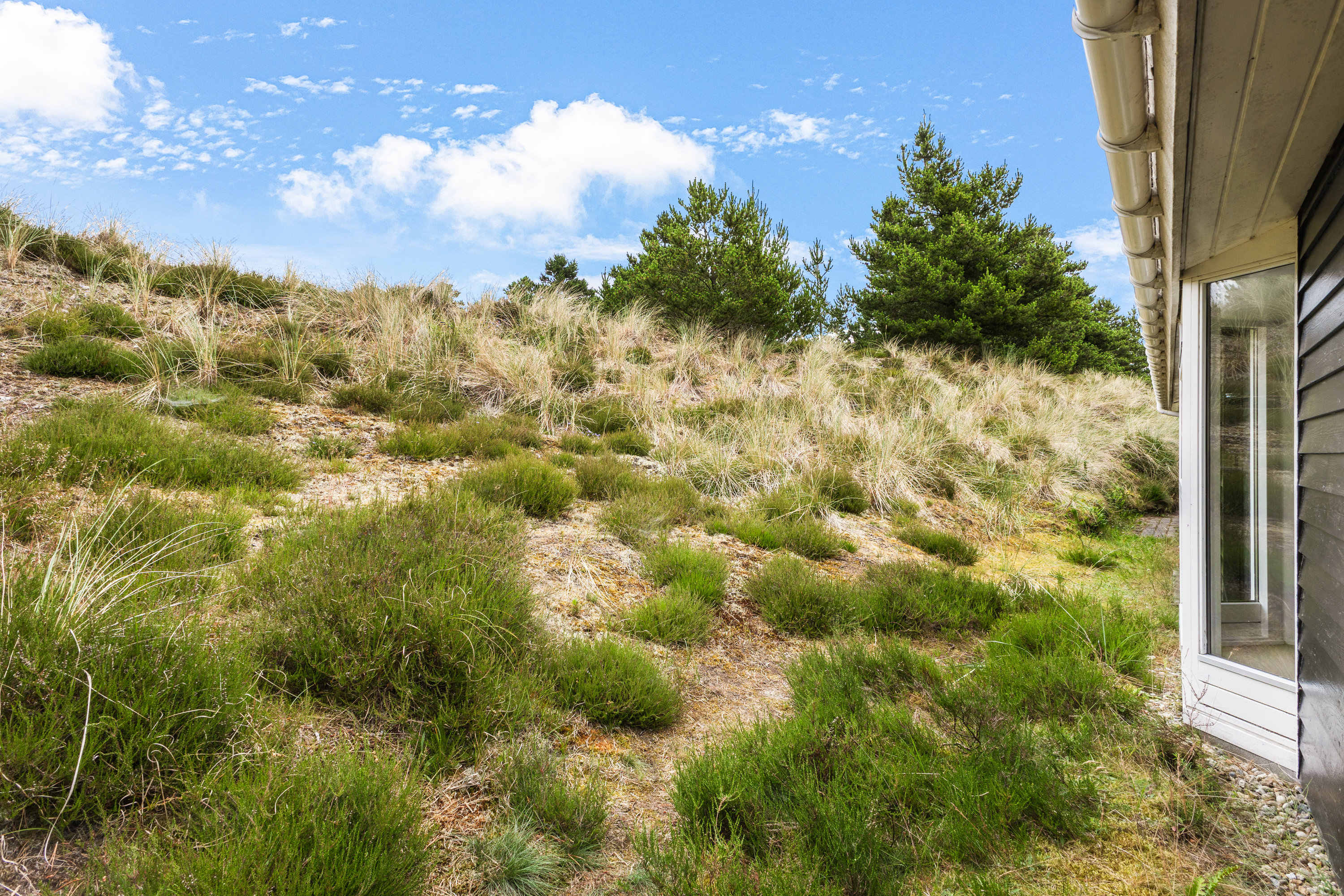 Fremhævet  billede i fuldskærmstilstand. Billede af Søren Gades Mark 13A, 6857 Blåvand