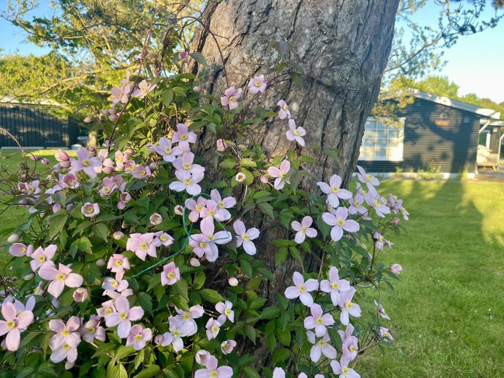 Fremhævet stemningsbillede billede i fuldskærmstilstand. Billede af Klintevej 28, Hald Strand, 3390 Hundested