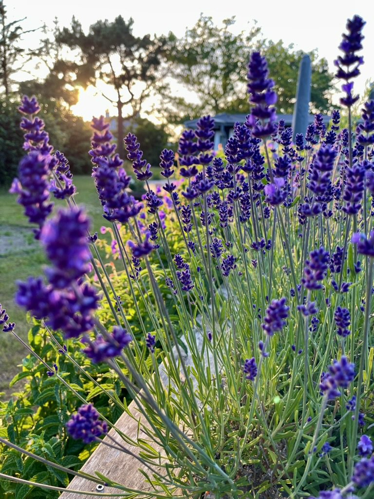 Fremhævet stemningsbillede billede i fuldskærmstilstand. Billede af Klintevej 28, Hald Strand, 3390 Hundested