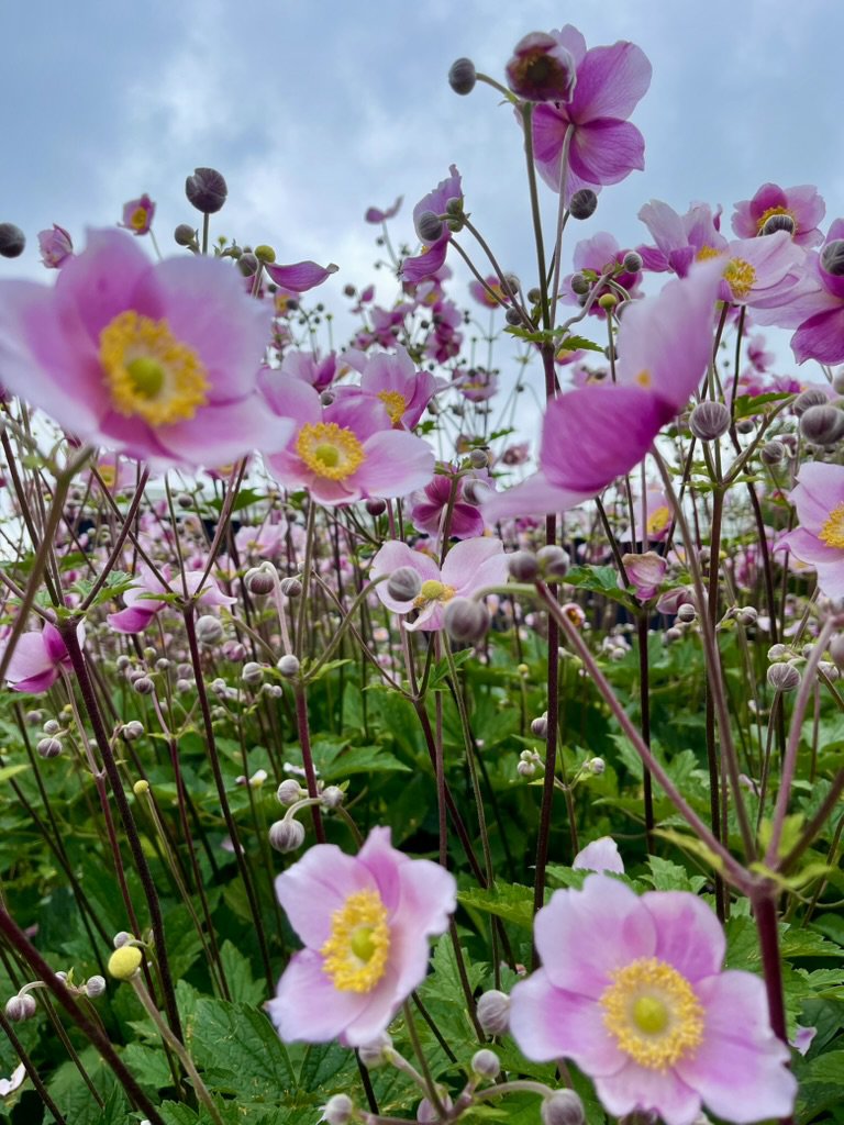 Fremhævet stemningsbillede billede i fuldskærmstilstand. Billede af Klintevej 28, Hald Strand, 3390 Hundested