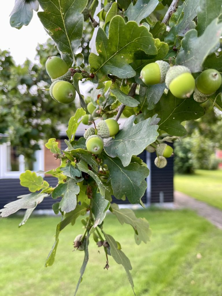 Fremhævet stemningsbillede billede i fuldskærmstilstand. Billede af Klintevej 28, Hald Strand, 3390 Hundested