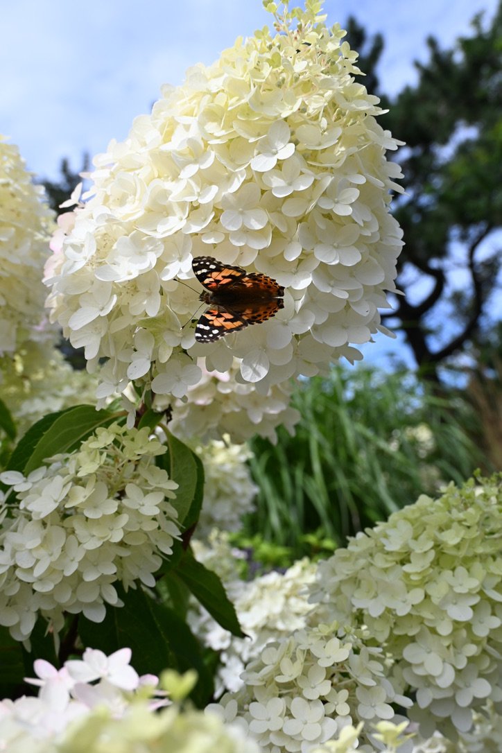 Fremhævet stemningsbillede billede i fuldskærmstilstand. Billede af Klintevej 28, Hald Strand, 3390 Hundested