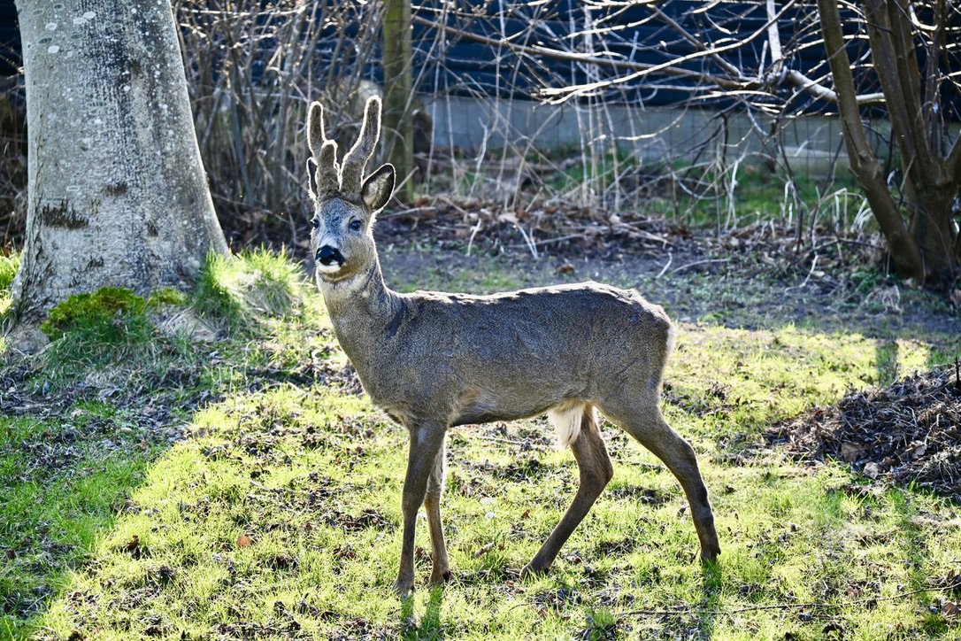 Fremhævet stemningsbillede billede i fuldskærmstilstand. Billede af Klintevej 28, Hald Strand, 3390 Hundested