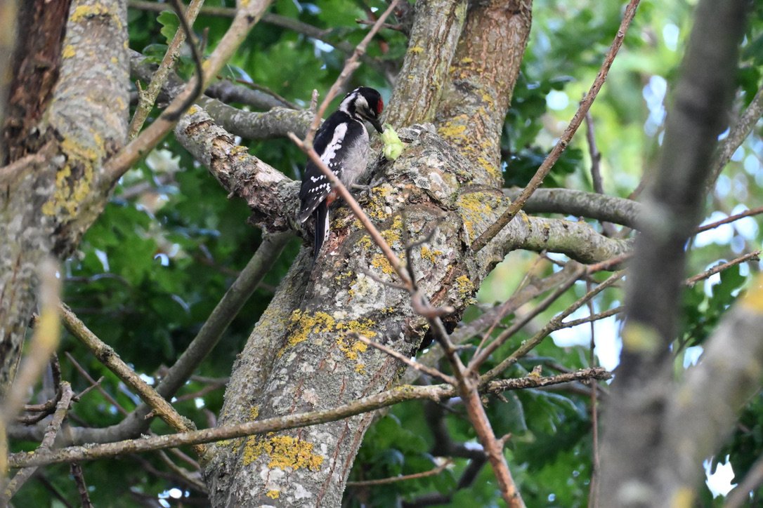 Fremhævet  billede i fuldskærmstilstand. Billede af Klintevej 28, Hald Strand, 3390 Hundested