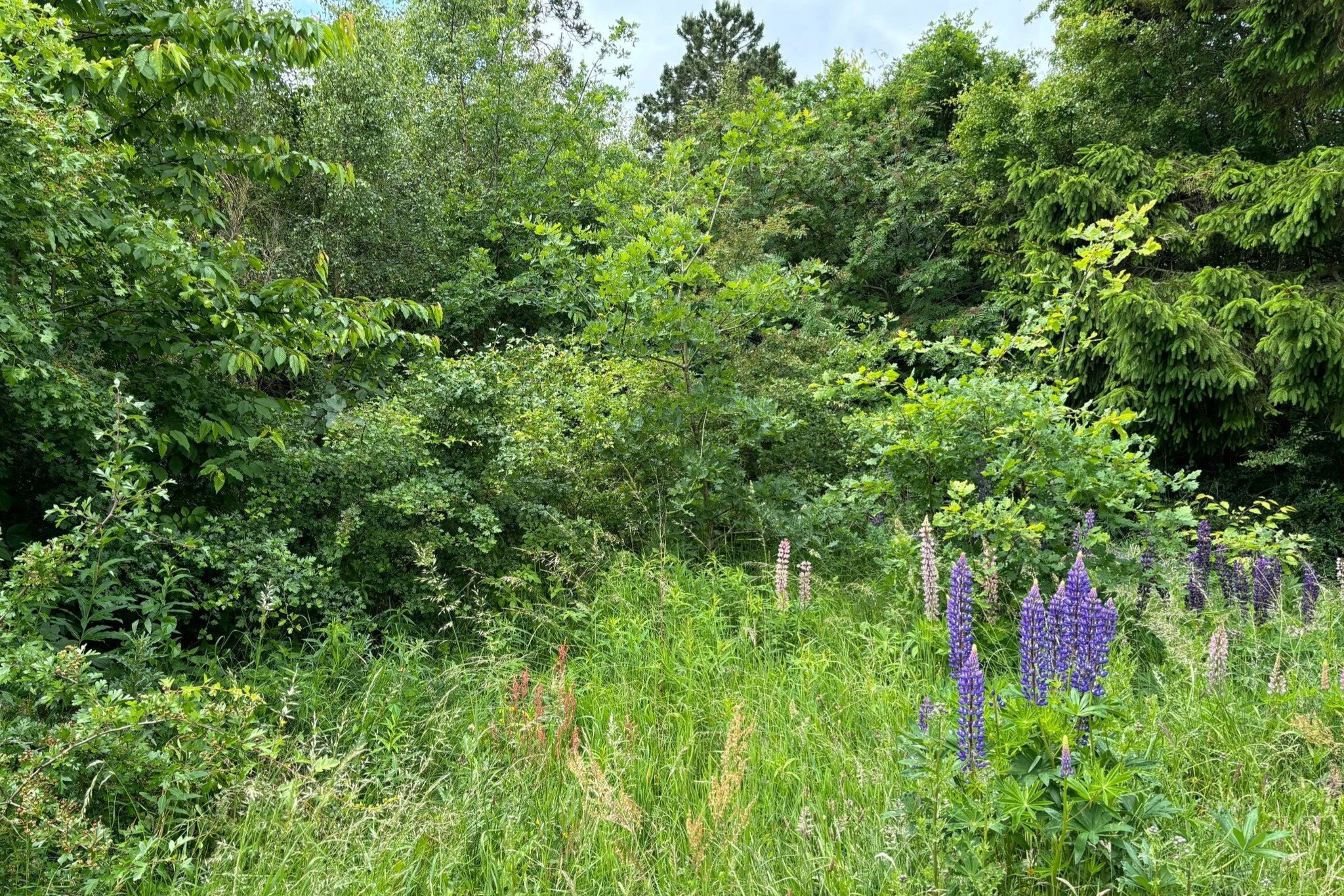 Fremhævet  billede i fuldskærmstilstand. Billede af Marthasvej 4, Trend, 9670 Løgstør