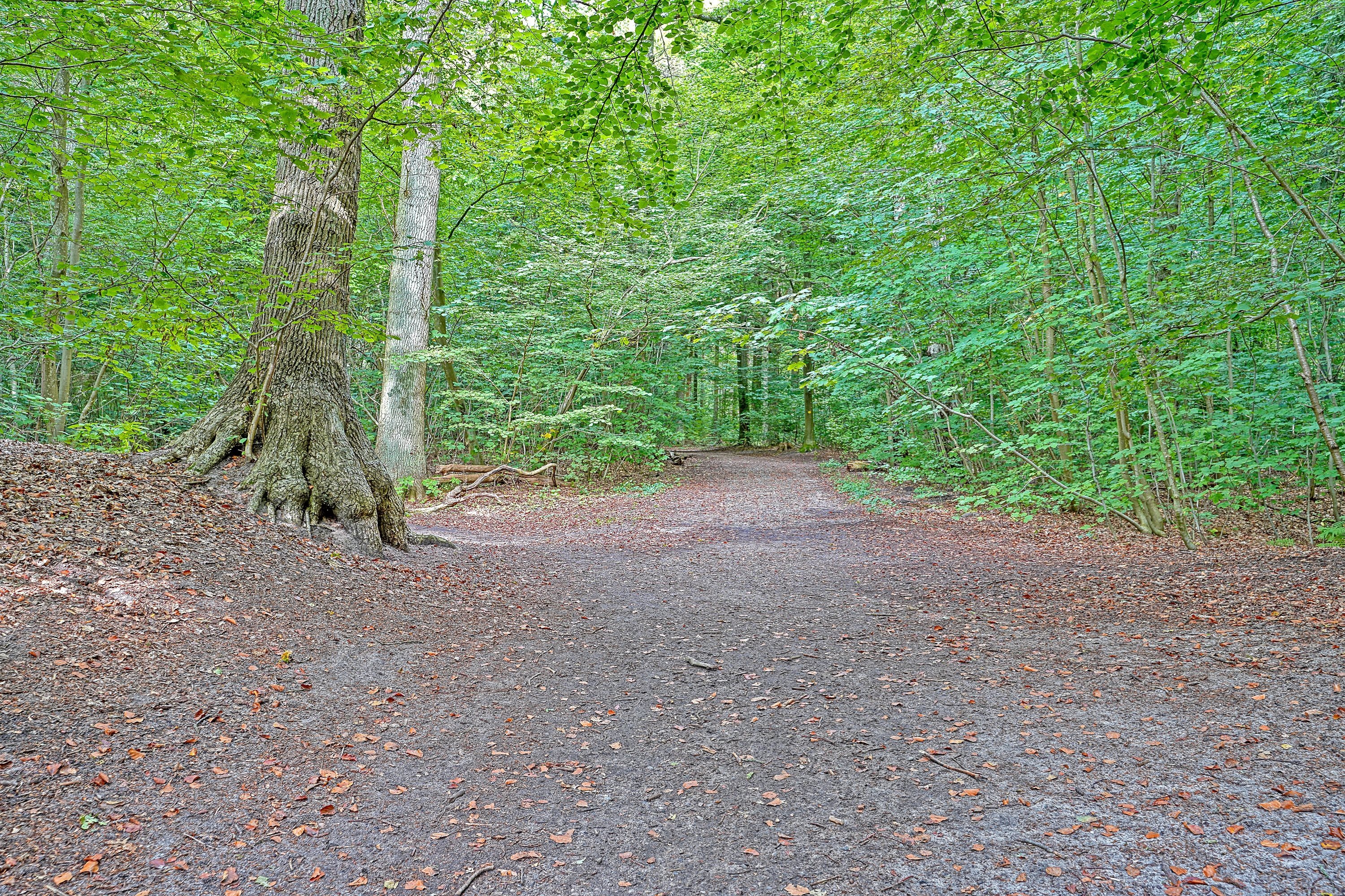 Fremhævet hornbæk plantage billede i fuldskærmstilstand. Billede af Solvej 4A, 3100 Hornbæk