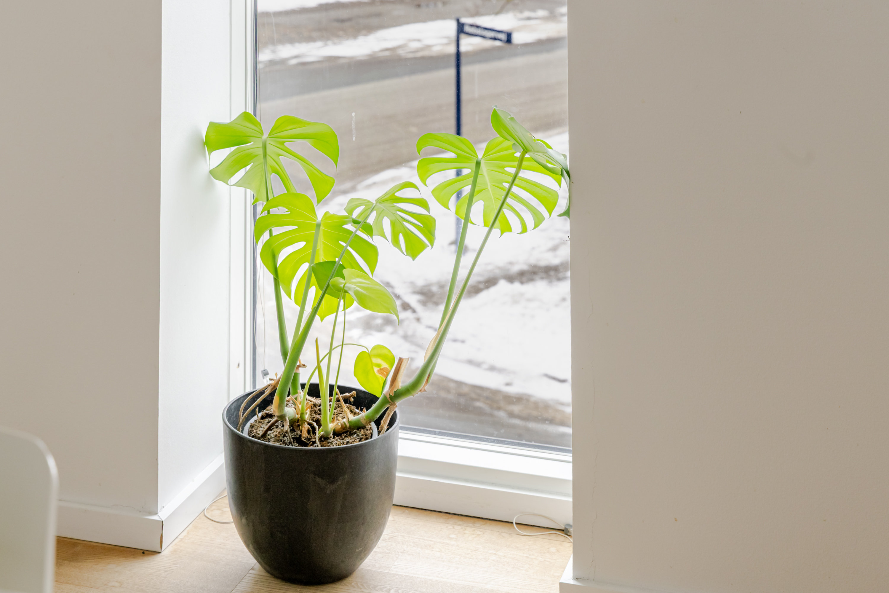 Fremhævet andet billede i fuldskærmstilstand. Billede af Rentemestervej 5, 1. tv., 2400 København NV