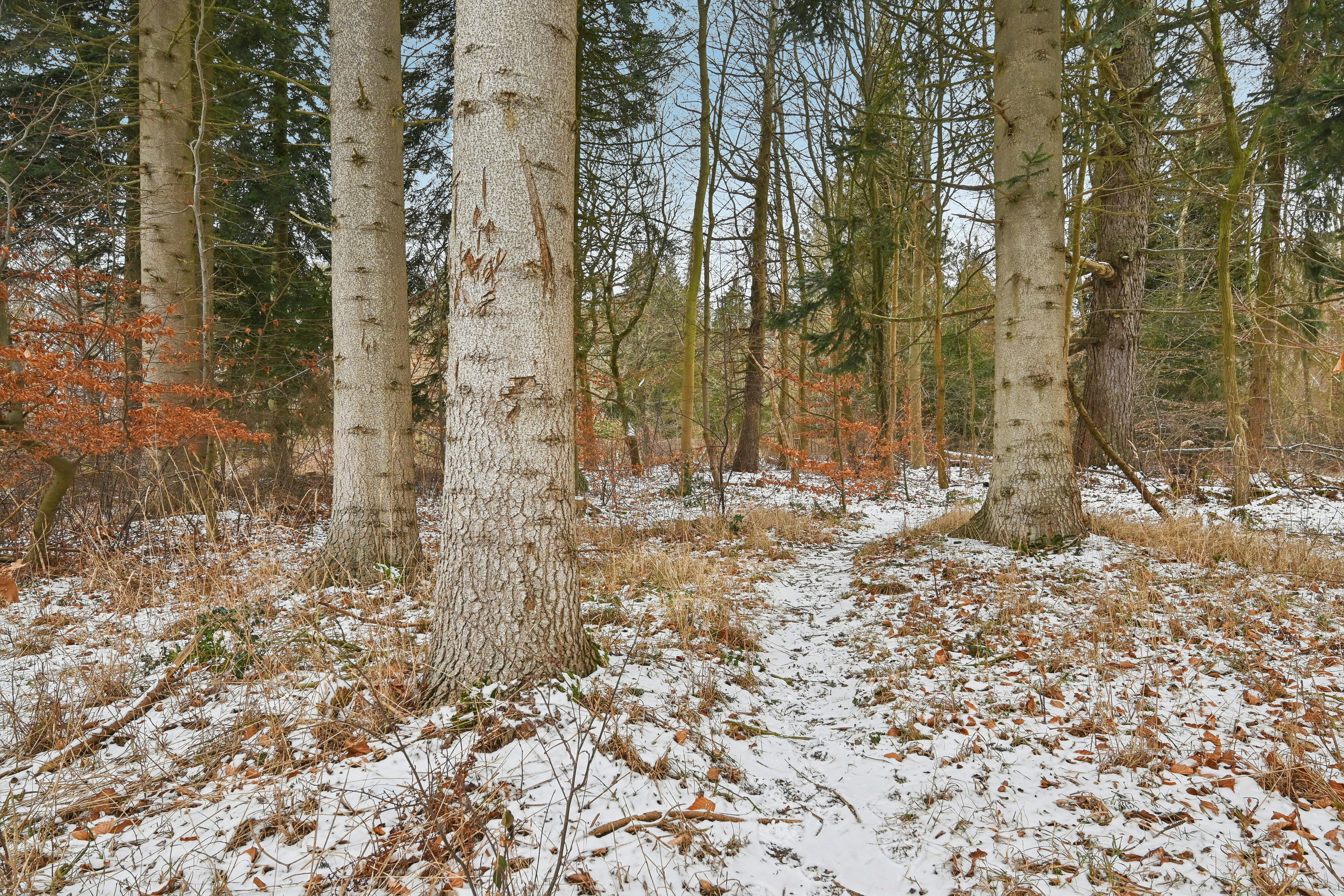 Fremhævet udendørs billede i fuldskærmstilstand. Billede af Toftemosevej 39, 3100 Hornbæk