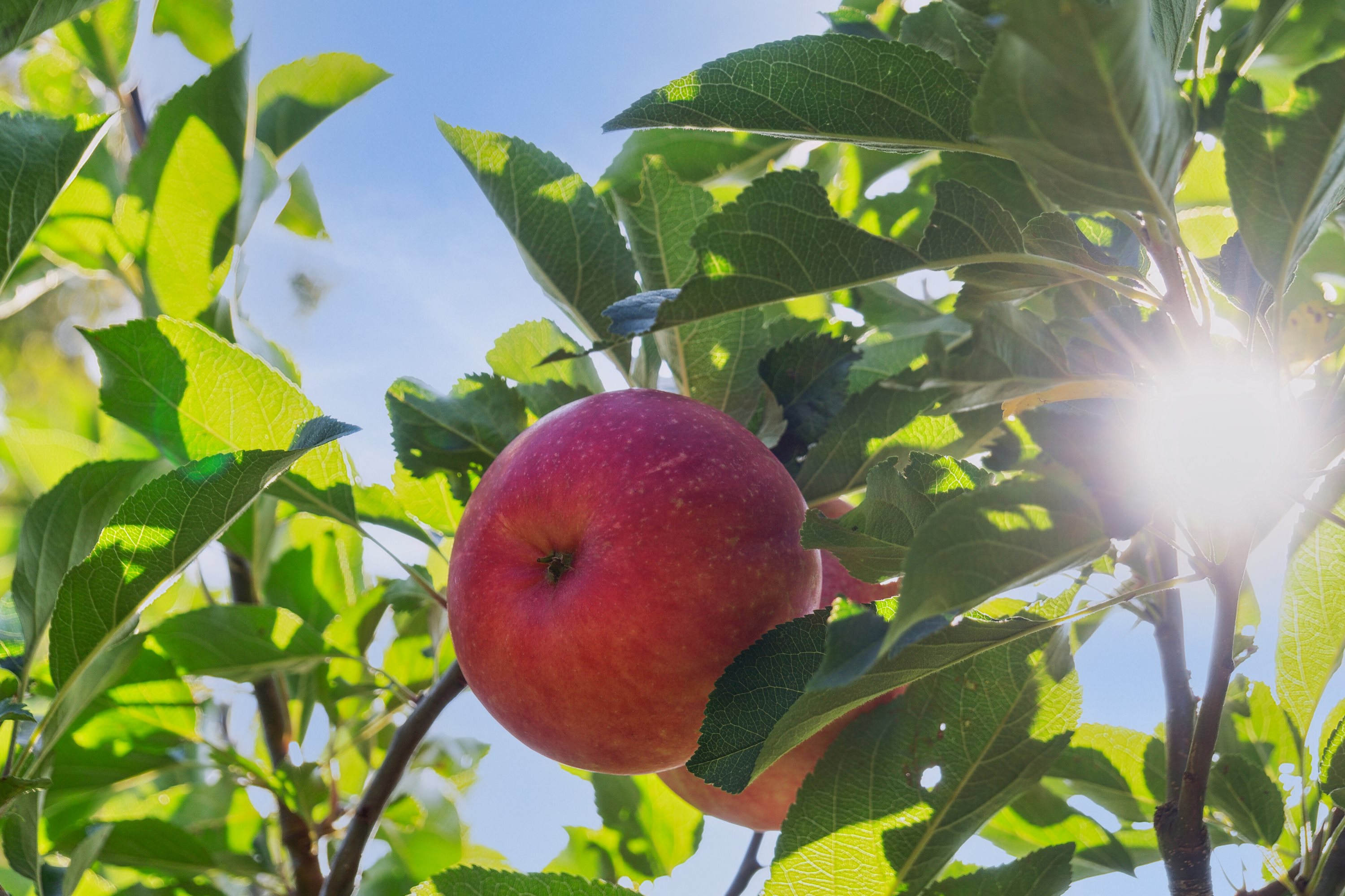 Fremhævet udendørs billede i fuldskærmstilstand. Billede af Nøddebakken 1B, Veddinge Bk, 4540 Fårevejle