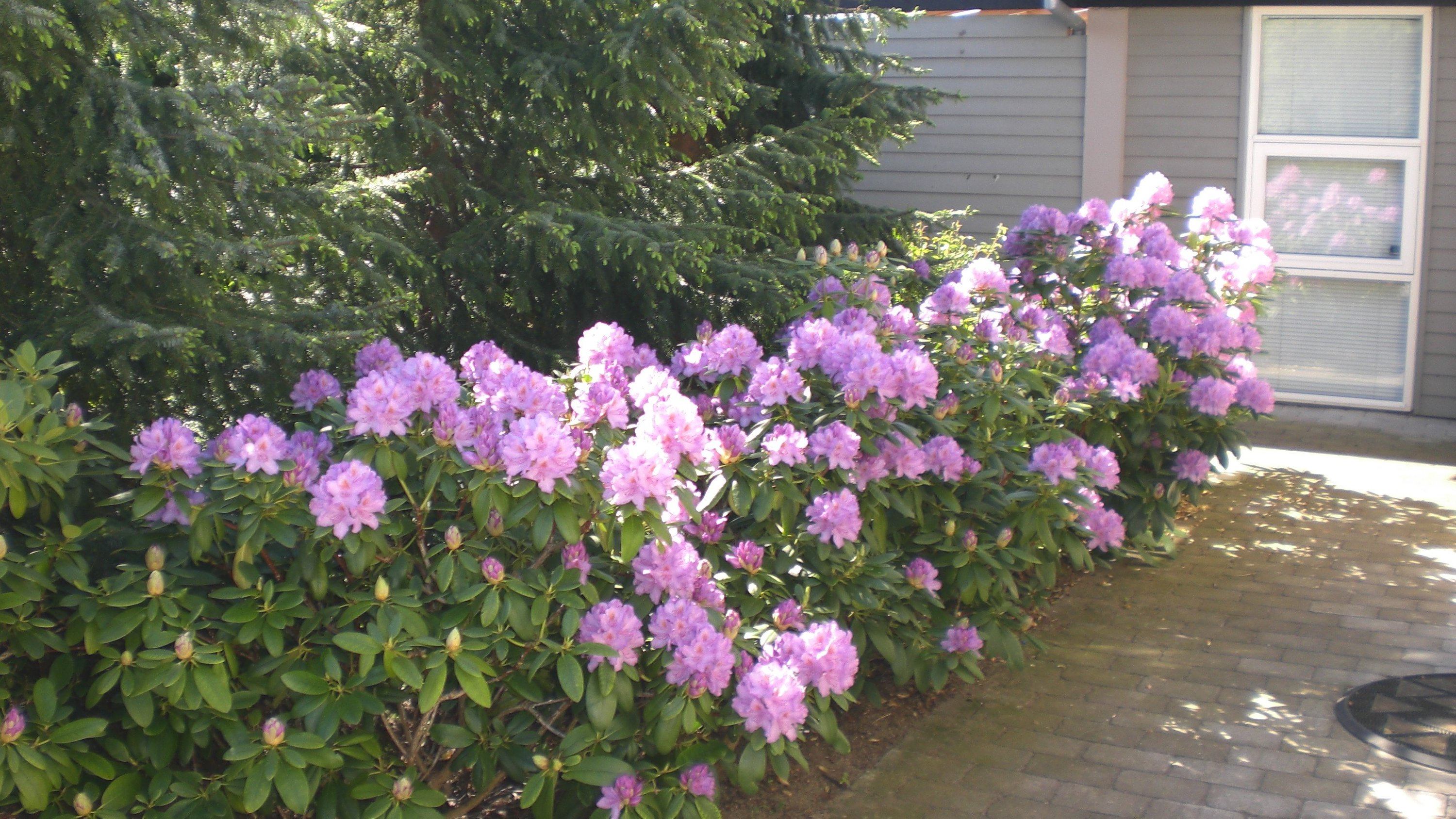 Fremhævet  billede i fuldskærmstilstand. Billede af Lærkevænget 18, 8340 Malling