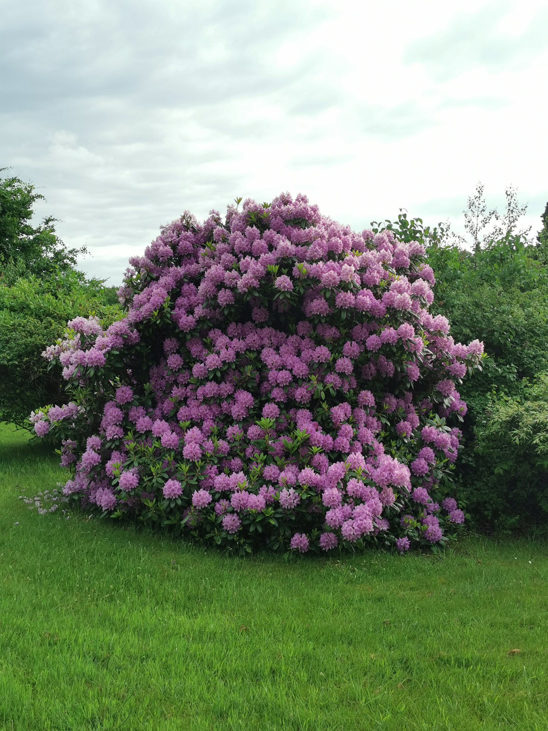 Fremhævet  billede i fuldskærmstilstand. Billede af Rødkløvervej 4, Skovgårde, 8961 Allingåbro