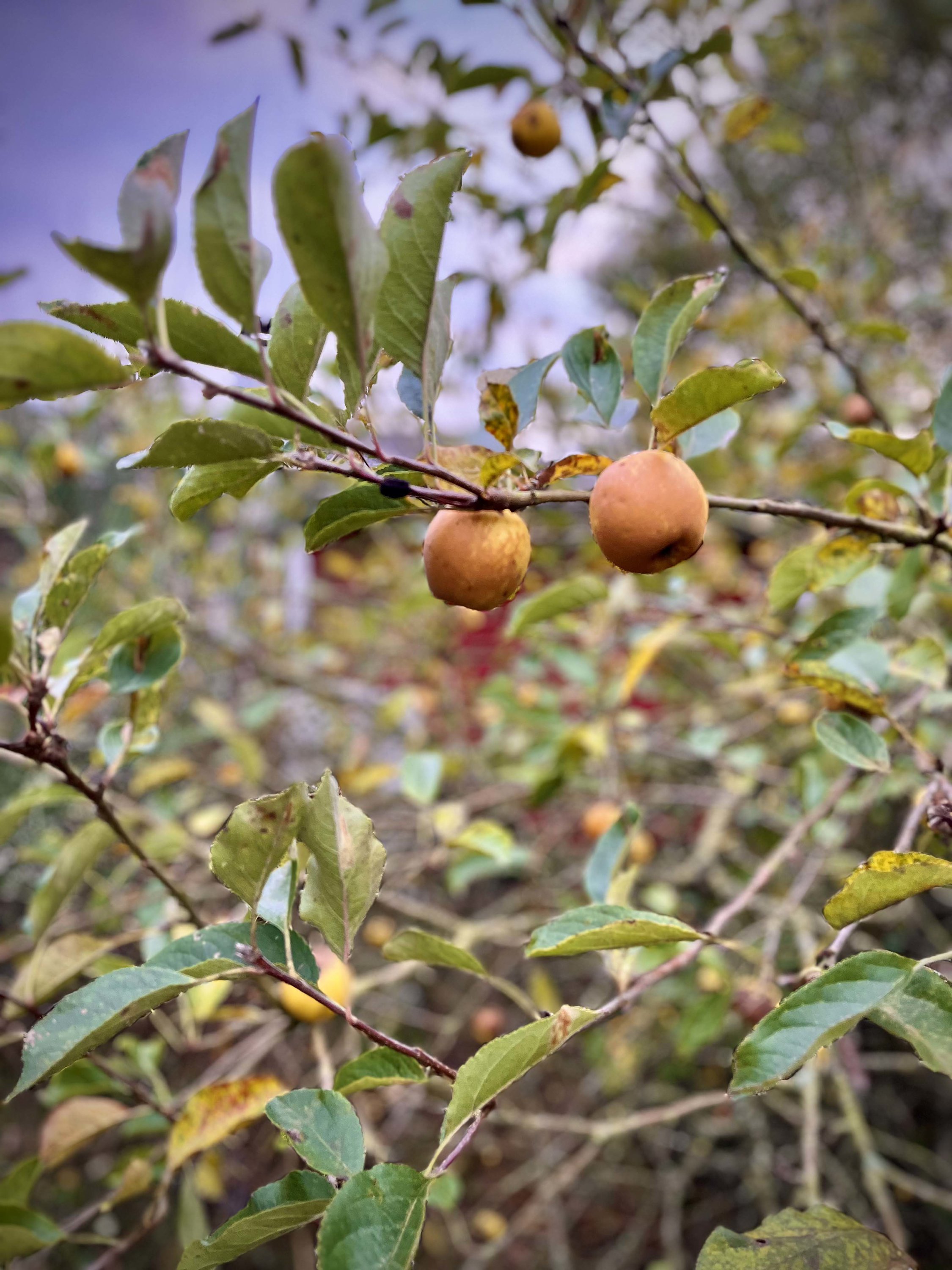 Fremhævet  billede i fuldskærmstilstand. Billede af Strandholmen 34, Faldsled, 5642 Millinge