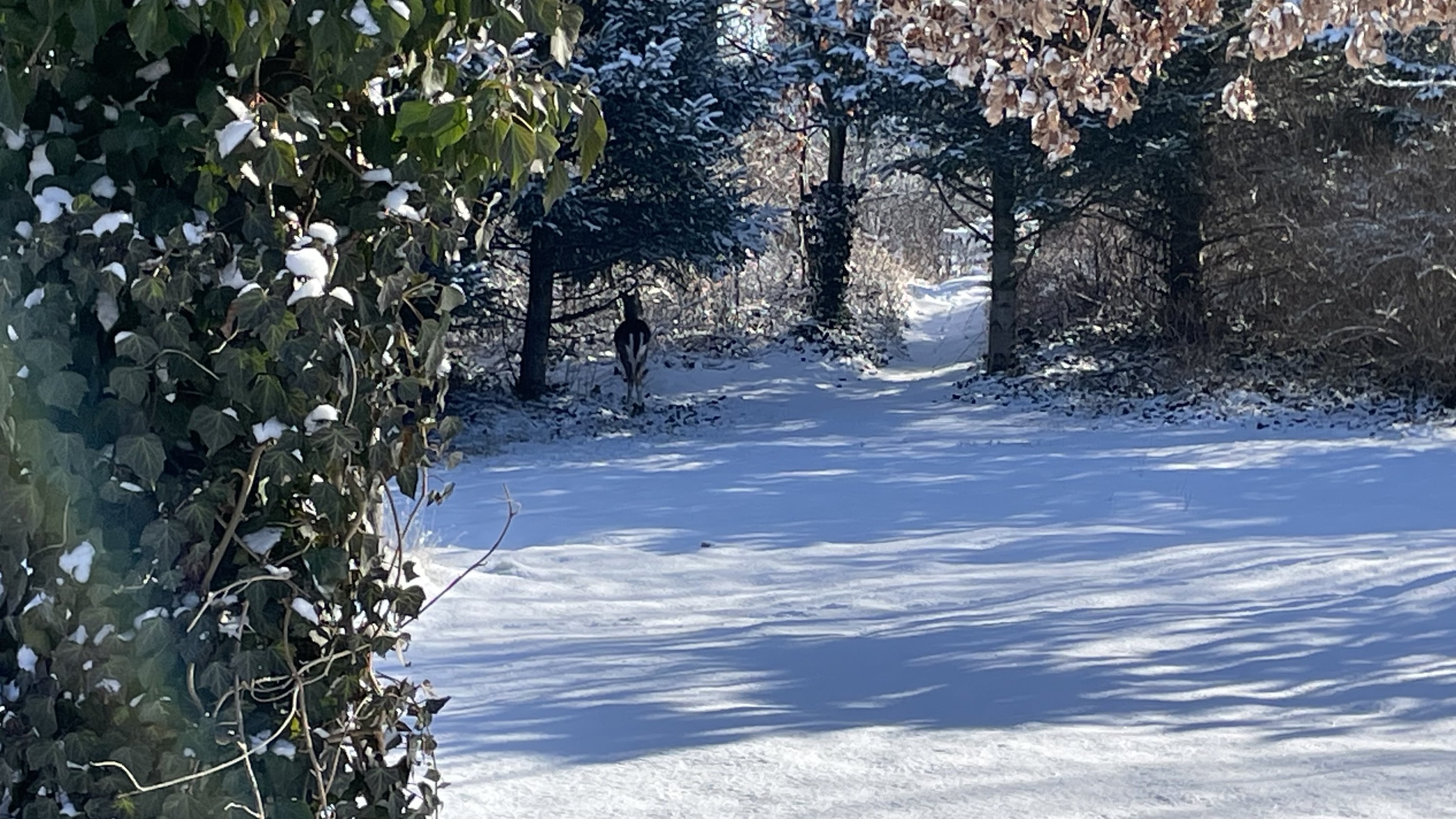 Fremhævet  billede i fuldskærmstilstand. Billede af Gyvelvej 33, Stauning, 6900 Skjern