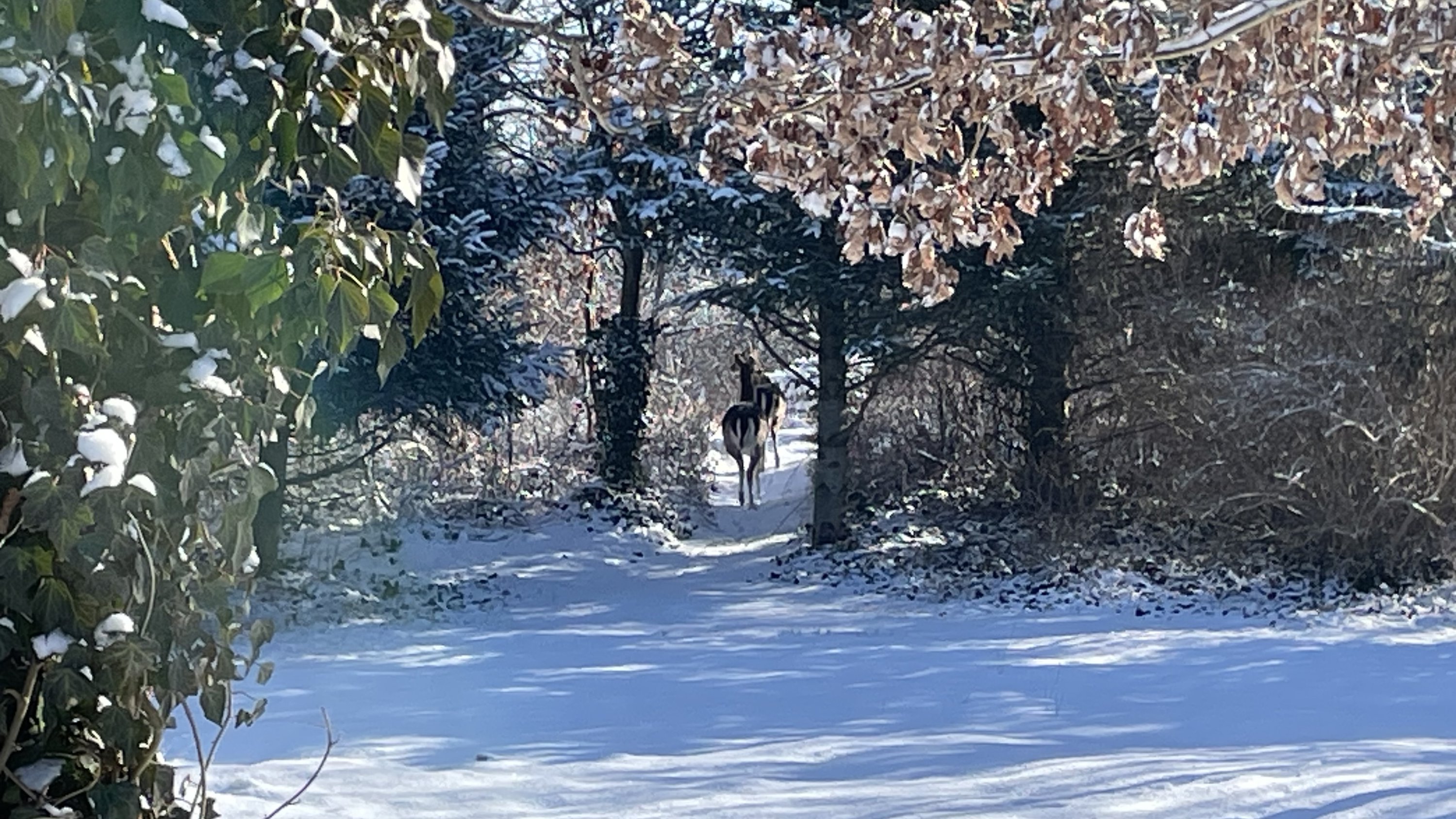 Gyvelvej 33, Stauning, 6900 Skjern