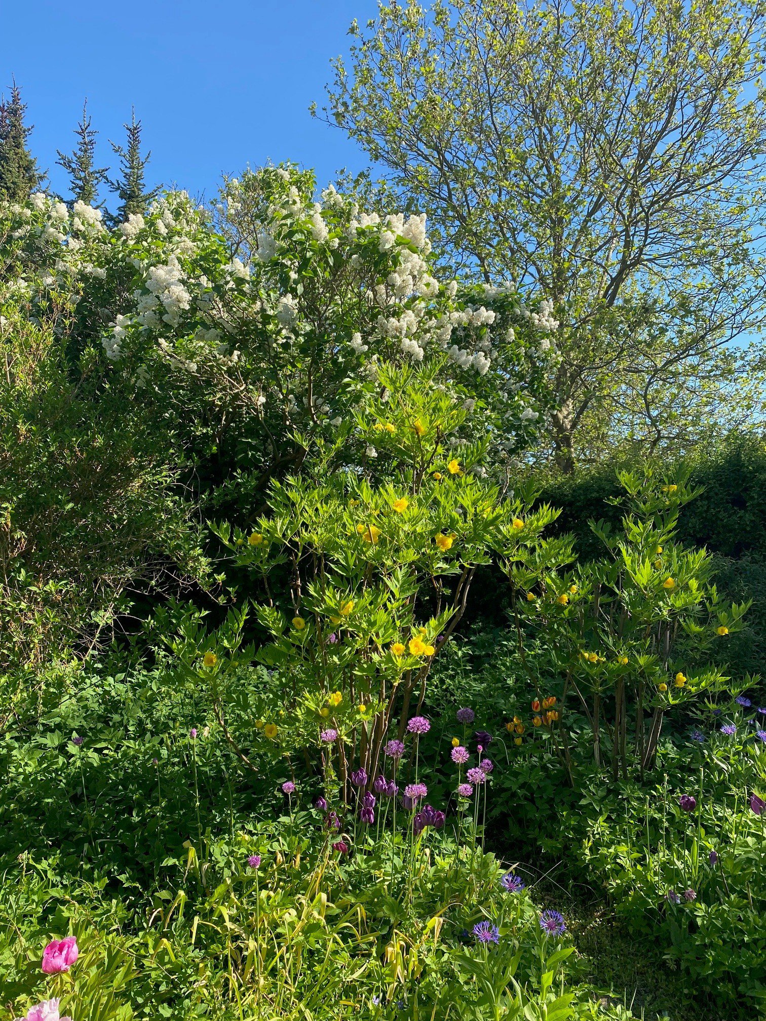 Fremhævet udendørs billede i fuldskærmstilstand. Billede af Grænsevej 7, 2650 Hvidovre