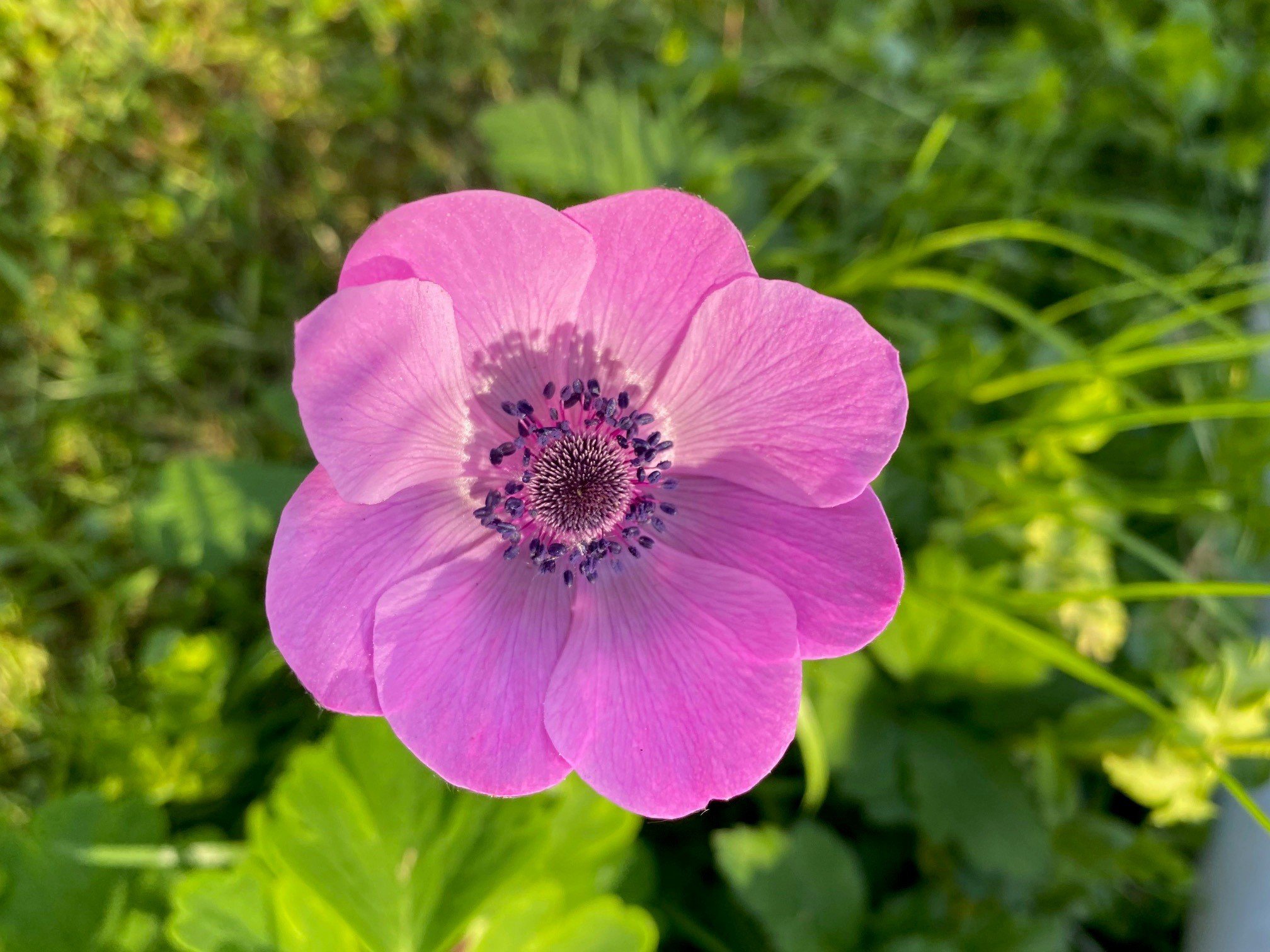 Fremhævet udendørs billede i fuldskærmstilstand. Billede af Grænsevej 7, 2650 Hvidovre