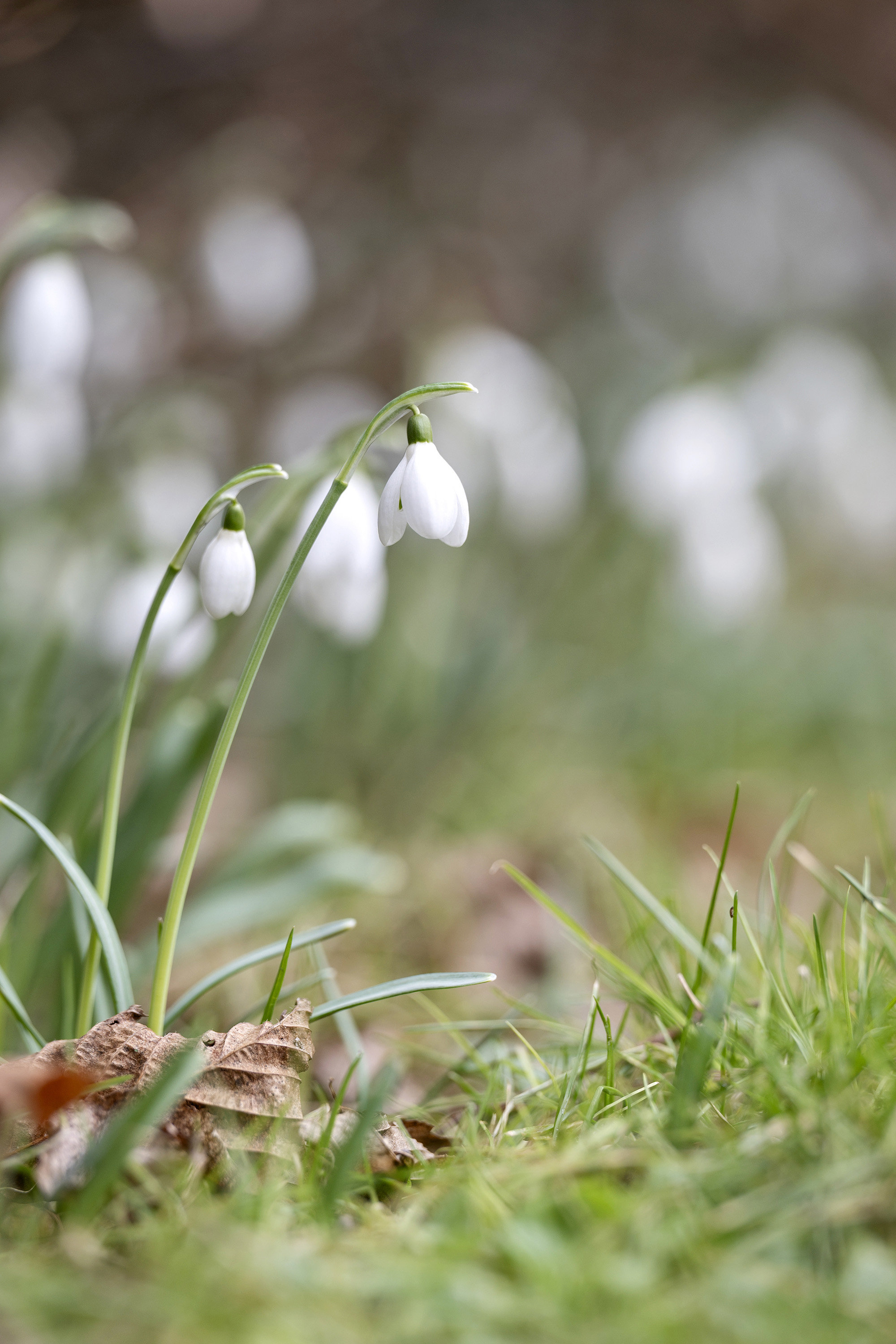 Fremhævet område billede i fuldskærmstilstand. Billede af Ellesvinget 38, Trørød, 2950 Vedbæk