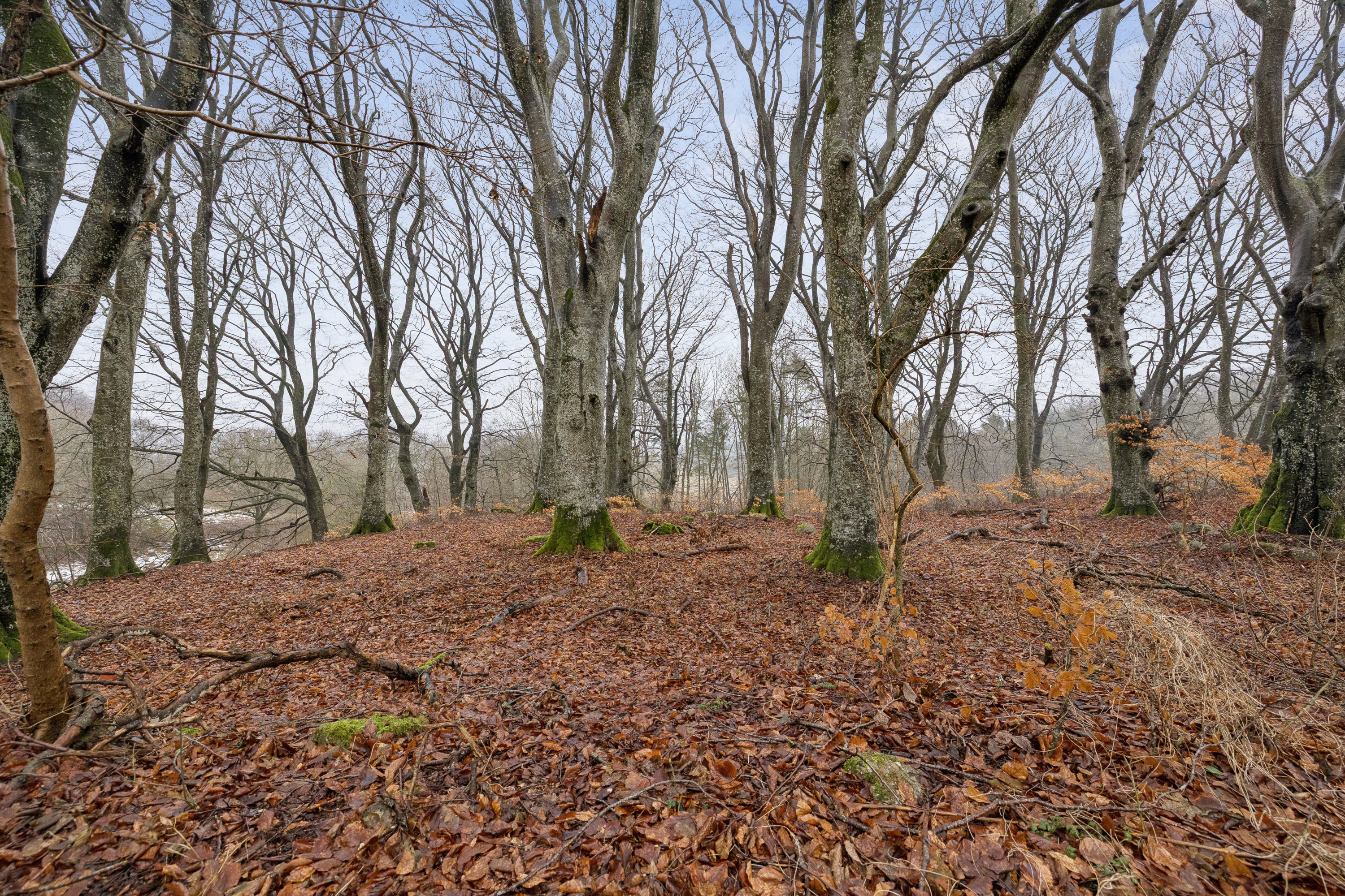 Fremhævet have billede i fuldskærmstilstand. Billede af Cecilieborgvej 4, Katbjerg, 9550 Mariager