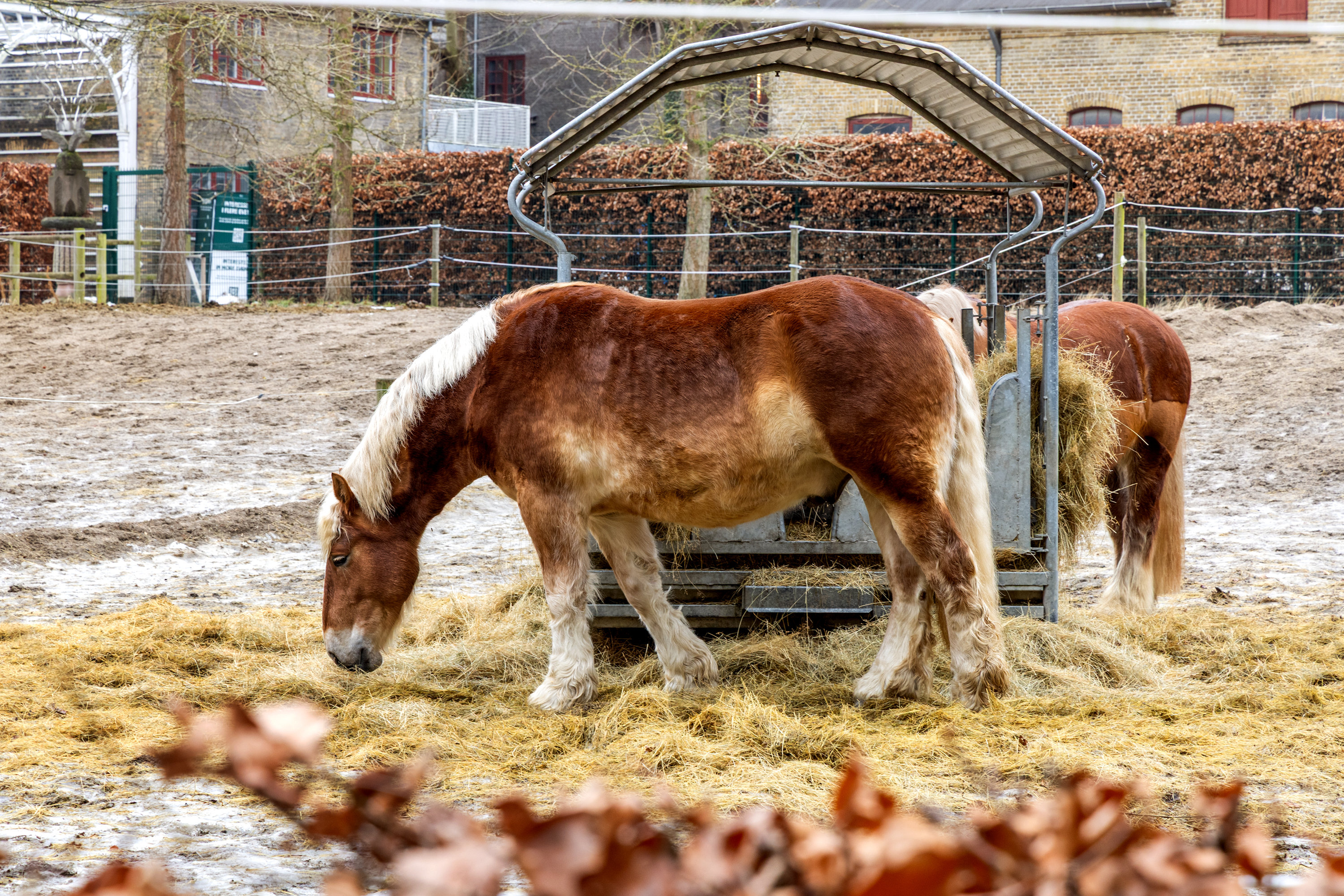 Fremhævet omgivelser billede i fuldskærmstilstand. Billede af Fadet 51, 2. 3., 1799 København V