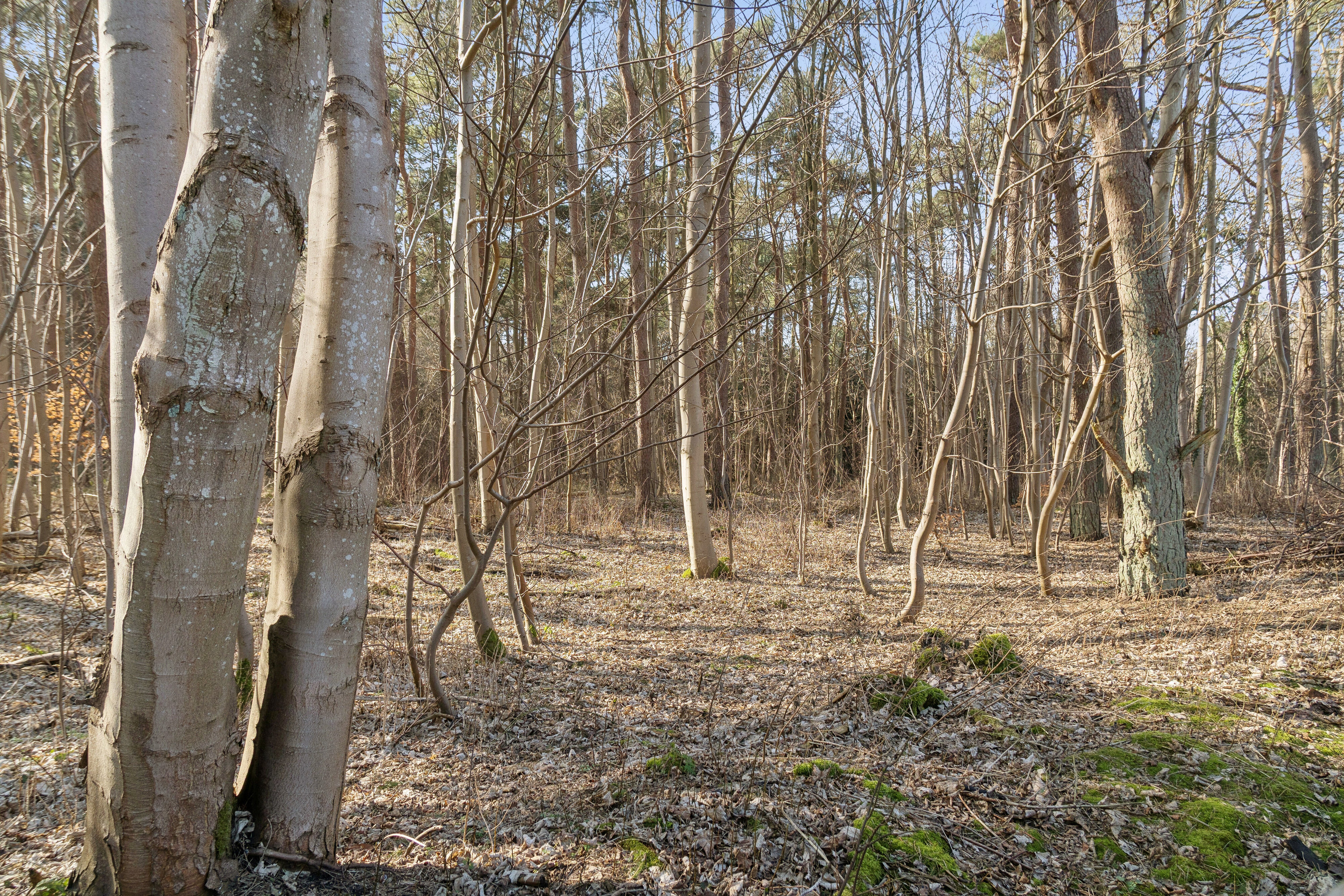 Fremhævet udendørs billede i fuldskærmstilstand. Billede af Præstekrogen 7, Ordrup, 4540 Fårevejle