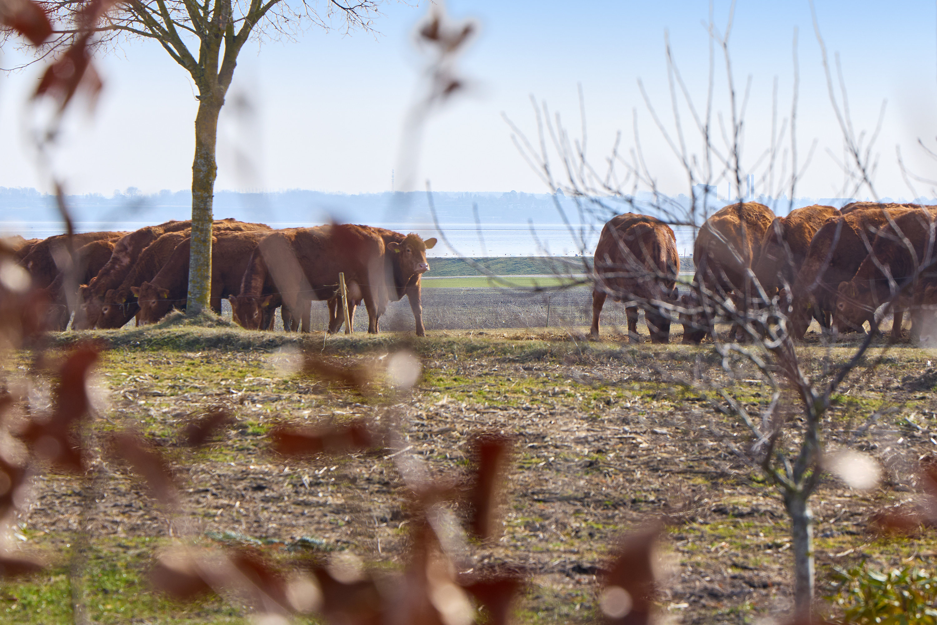 Fremhævet udsigt billede i fuldskærmstilstand. Billede af Vænget 13, 3630 Jægerspris