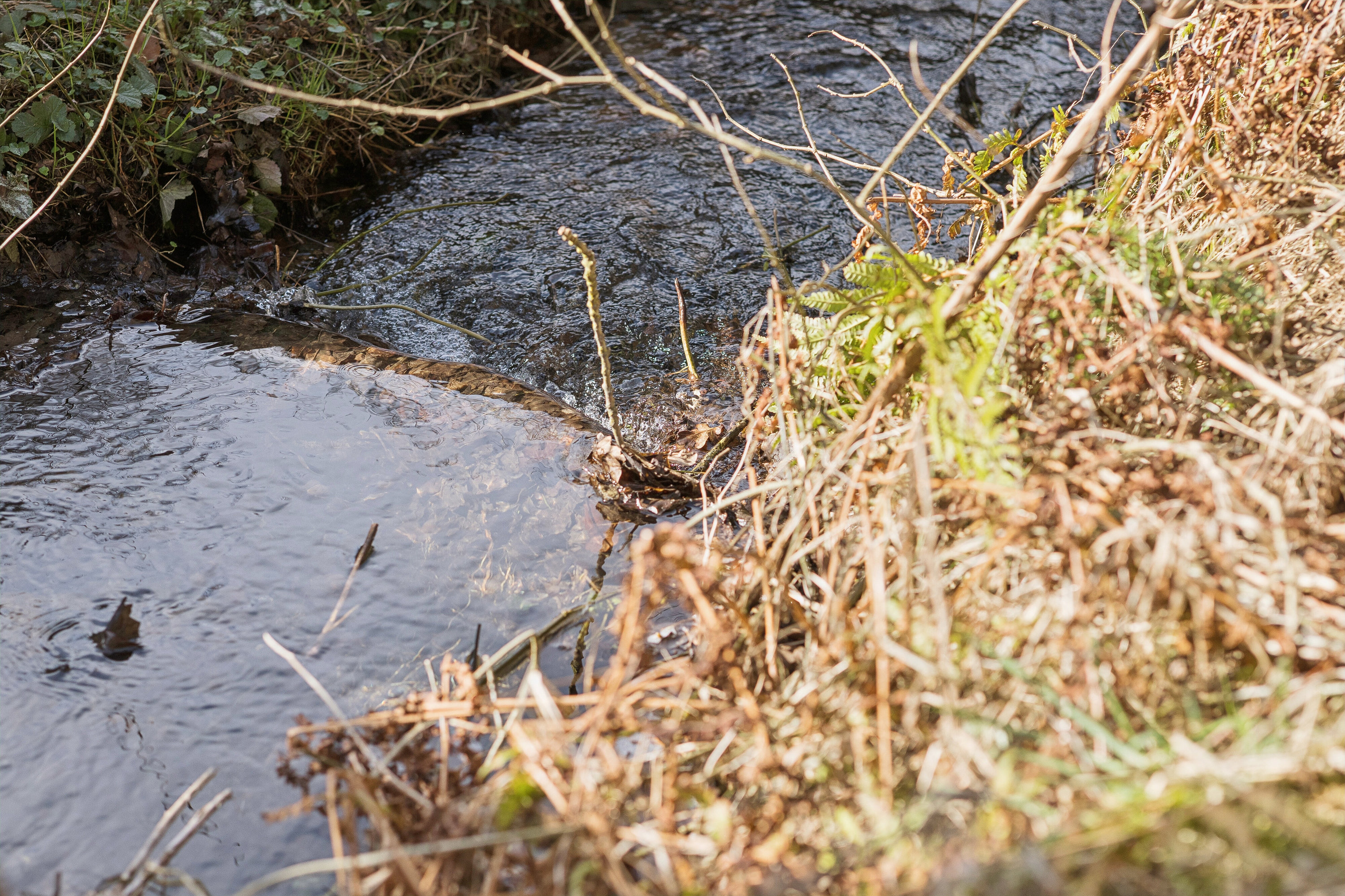Fremhævet udendørs billede i fuldskærmstilstand. Billede af Fasanvej 18, 5863 Ferritslev Fyn