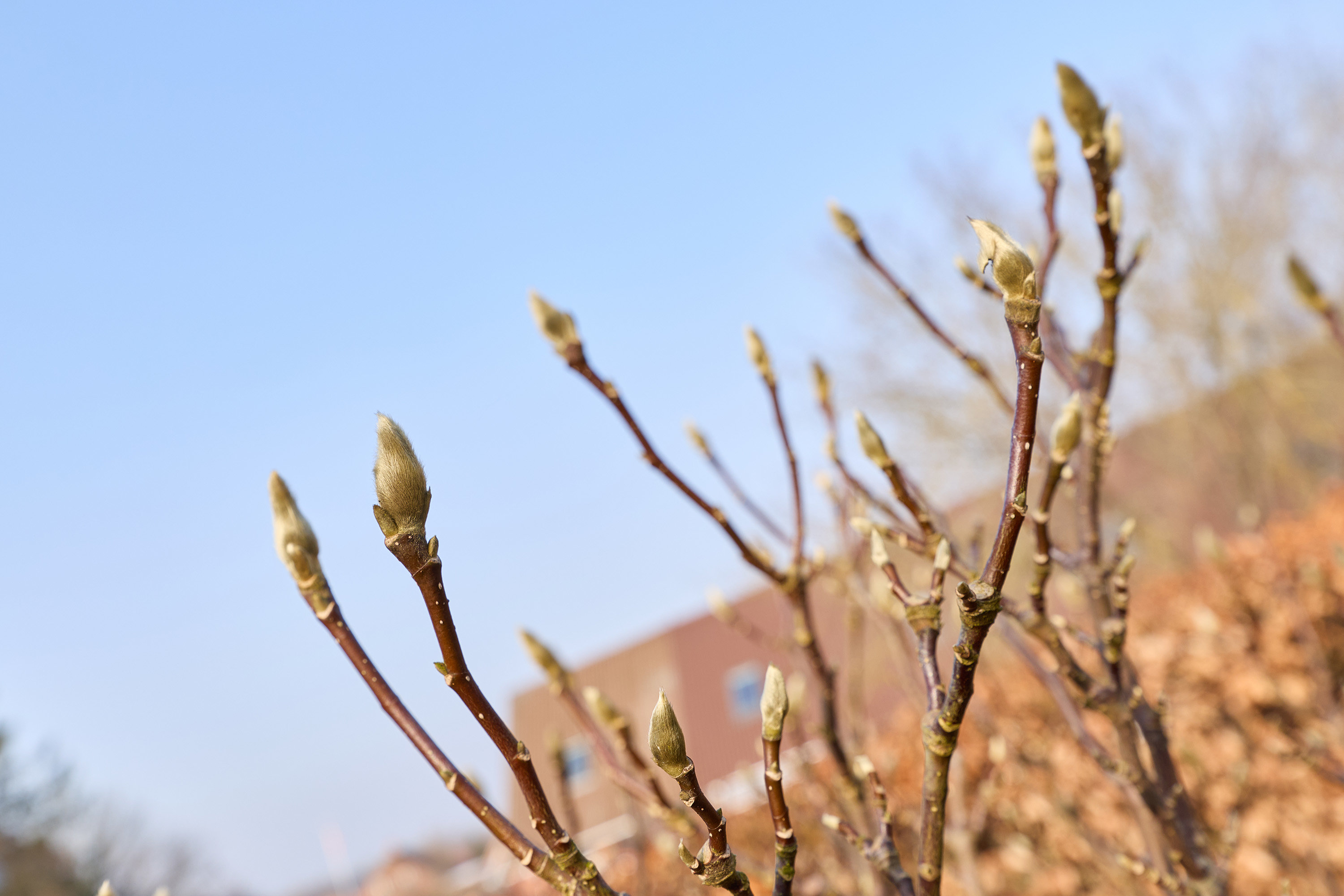 Fremhævet have billede i fuldskærmstilstand. Billede af Ny Toftegårdsvej 42, 3650 Ølstykke