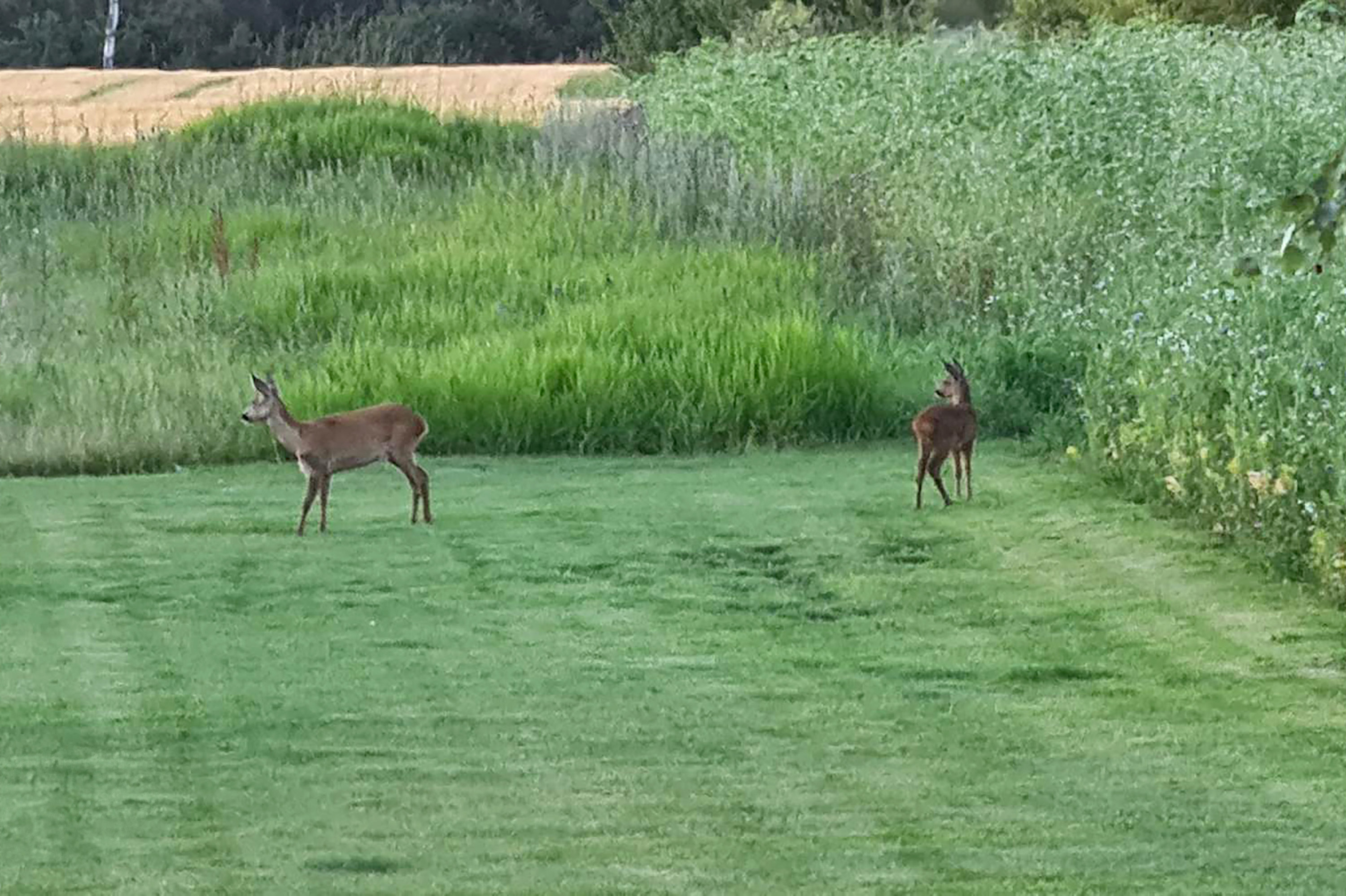 Fremhævet  billede i fuldskærmstilstand. Billede af Ørebjergvej 12, Tornemark, 4262 Sandved