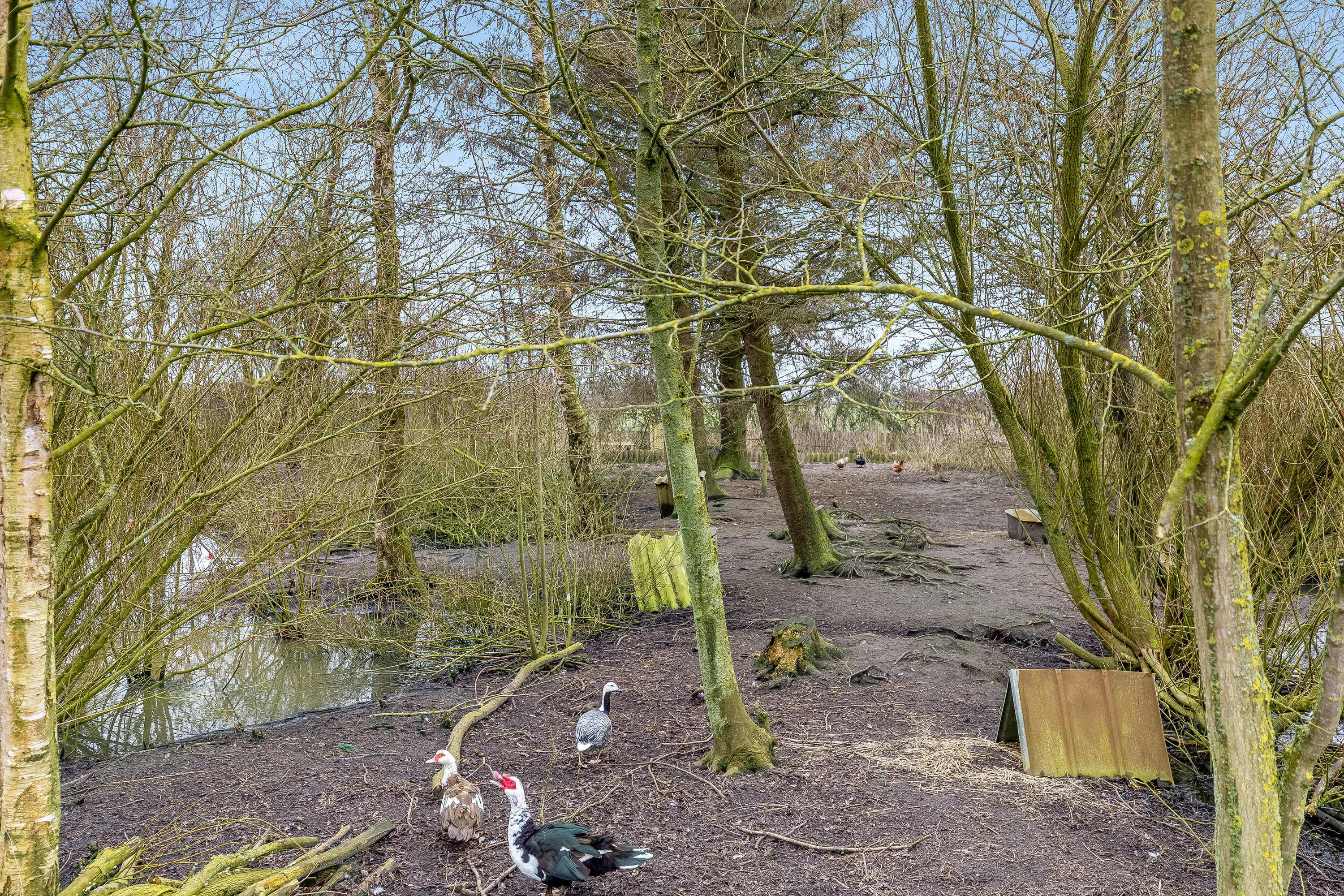 Fremhævet  billede i fuldskærmstilstand. Billede af Nørrehedevej 19, Østerby, 6280 Højer