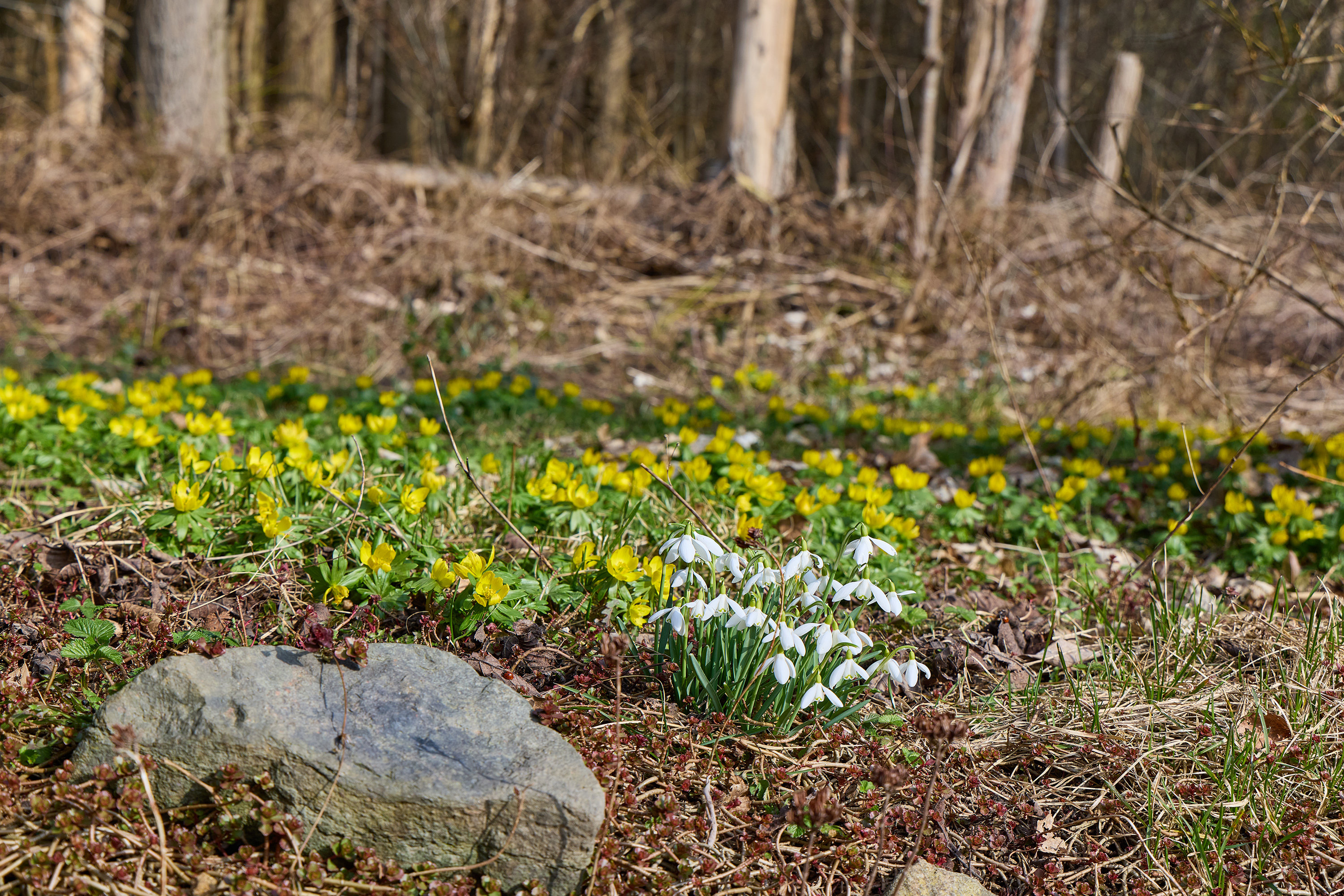Fremhævet have billede i fuldskærmstilstand. Billede af Lille Veksøvej 11, 3670 Veksø Sjælland