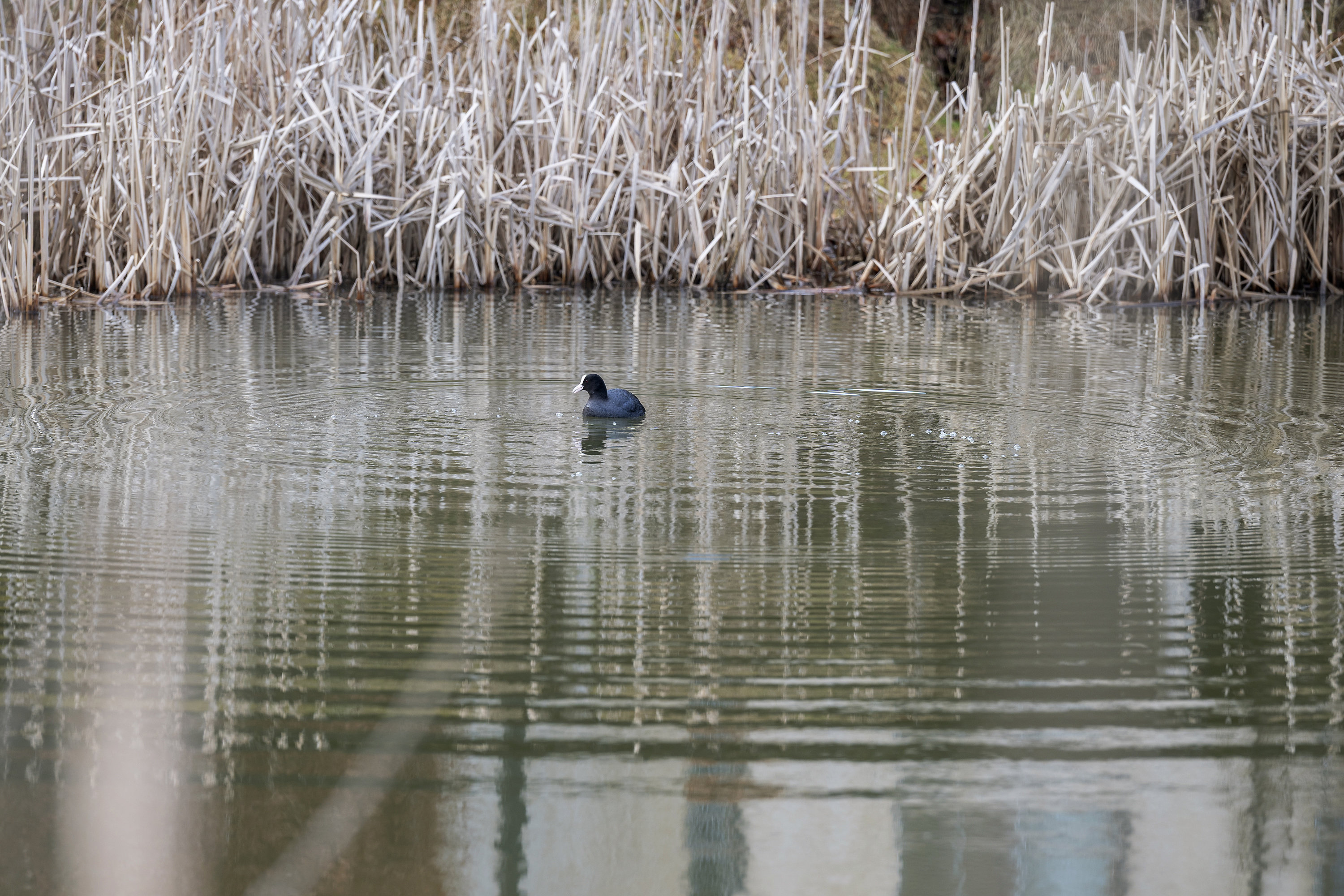 Fremhævet område billede i fuldskærmstilstand. Billede af Ralphs Vænge 45, 2950 Vedbæk