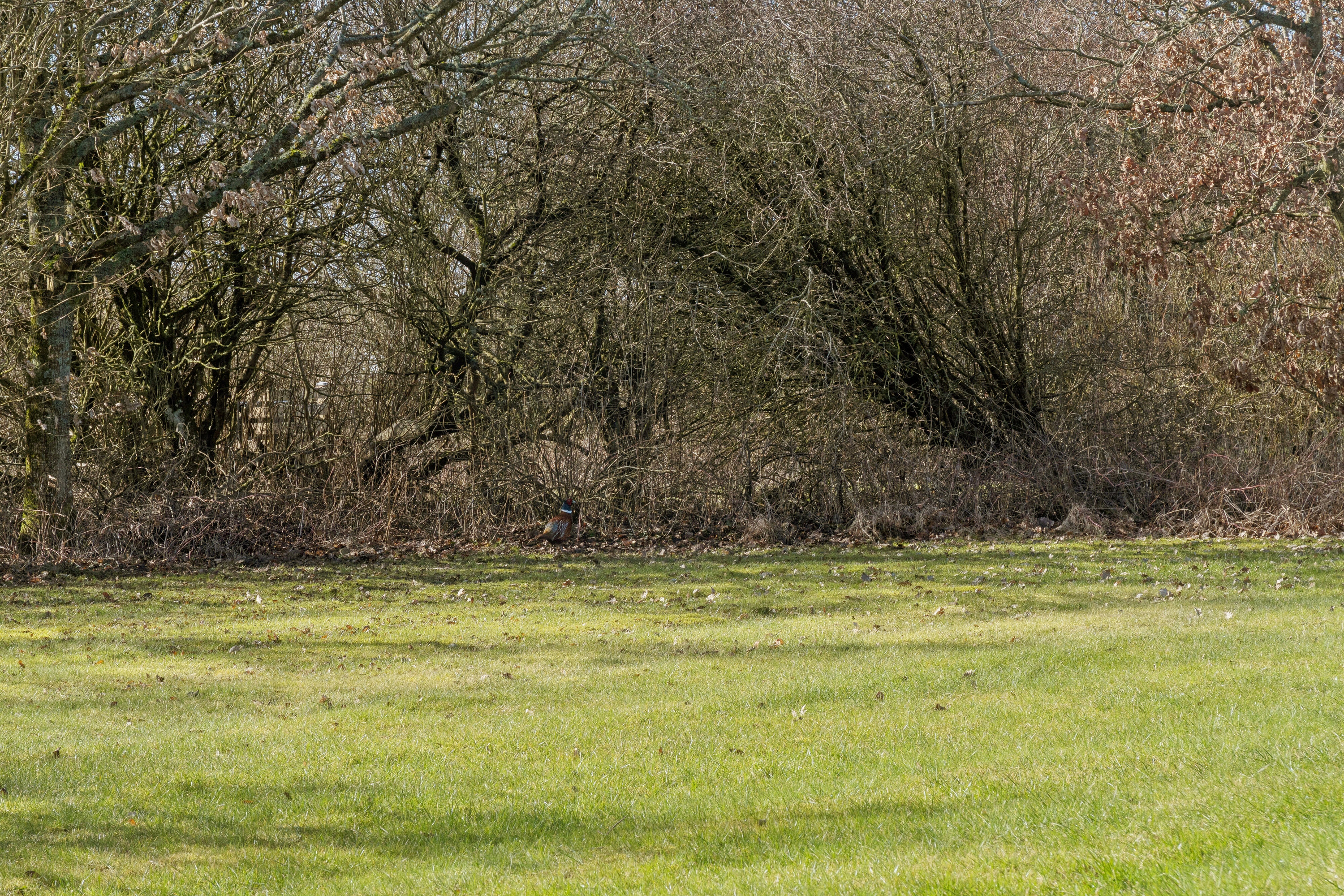 Fremhævet udendørs billede i fuldskærmstilstand. Billede af Hellesvej 1, Randrup, 7770 Vestervig