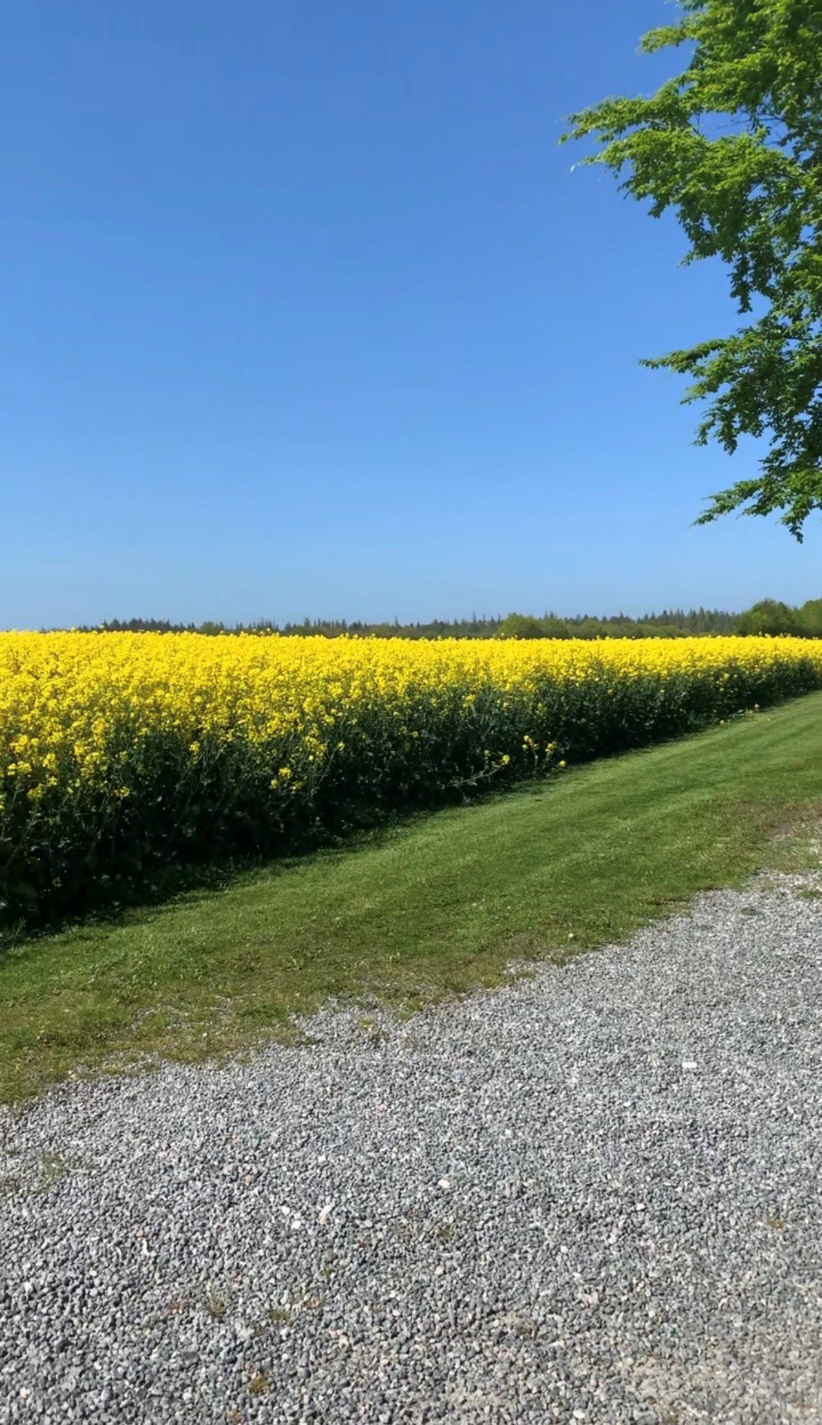 Fremhævet street view billede i fuldskærmstilstand. Billede af Rødeled Vej 1, Rimsø, 8500 Grenaa