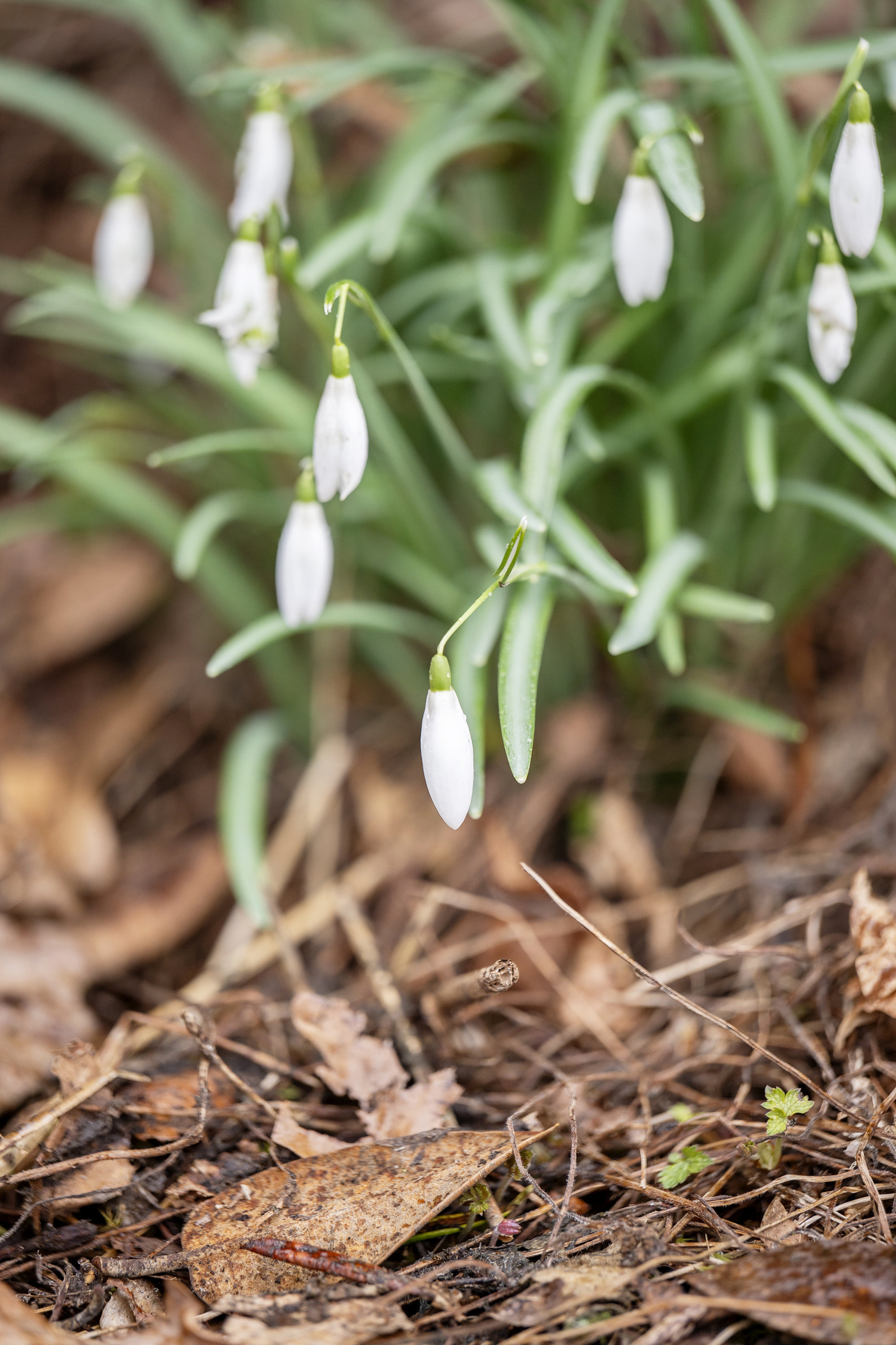 Fremhævet ejendommen billede i fuldskærmstilstand. Billede af Gl.Holte Gade 35, Gl Holte, 2840 Holte