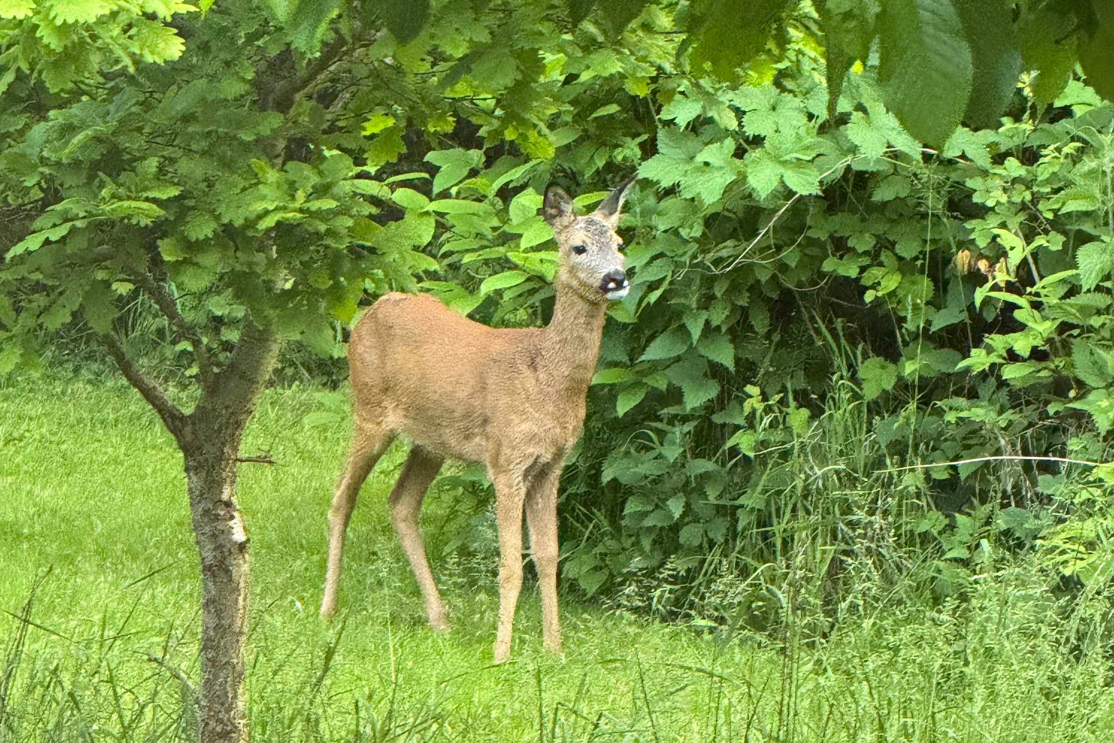 Fremhævet udendørs billede i fuldskærmstilstand. Billede af Ryagervej 41, Sandet, 3300 Frederiksværk