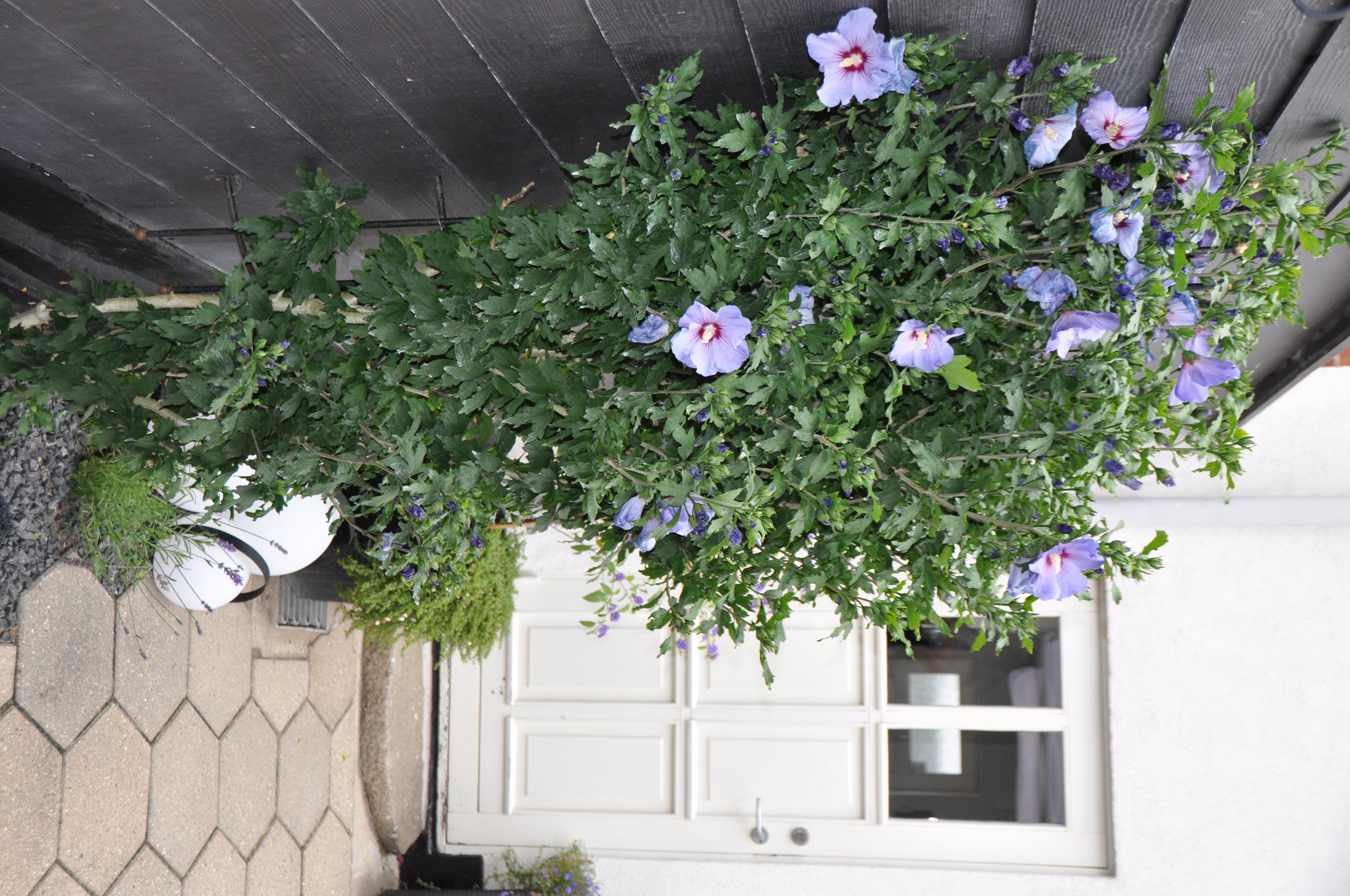 Fremhævet  billede i fuldskærmstilstand. Billede af Damgade 10, 5610 Assens