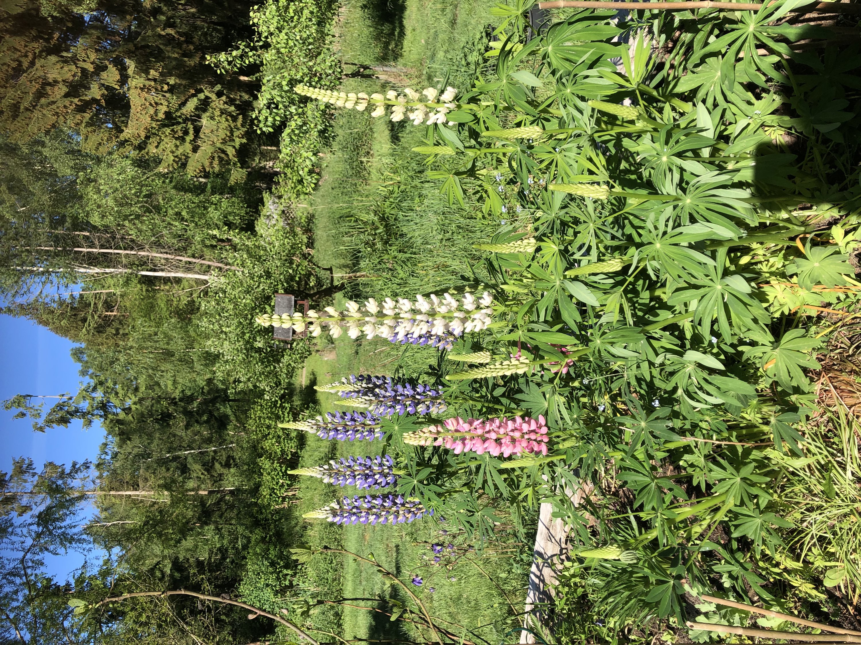 Fremhævet udendørs billede i fuldskærmstilstand. Billede af Ryagervej 41, Sandet, 3300 Frederiksværk