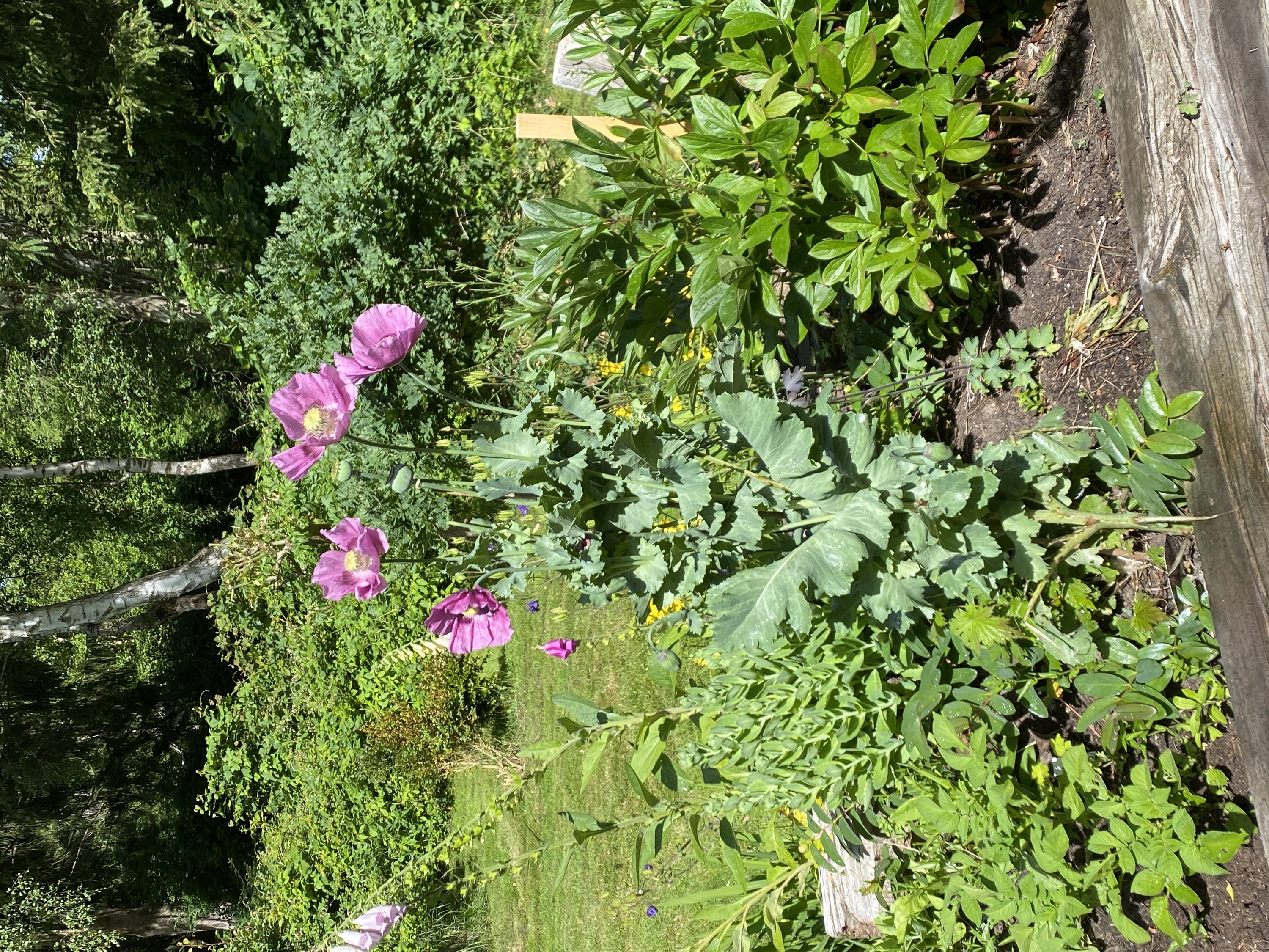 Fremhævet udendørs billede i fuldskærmstilstand. Billede af Ryagervej 41, Sandet, 3300 Frederiksværk