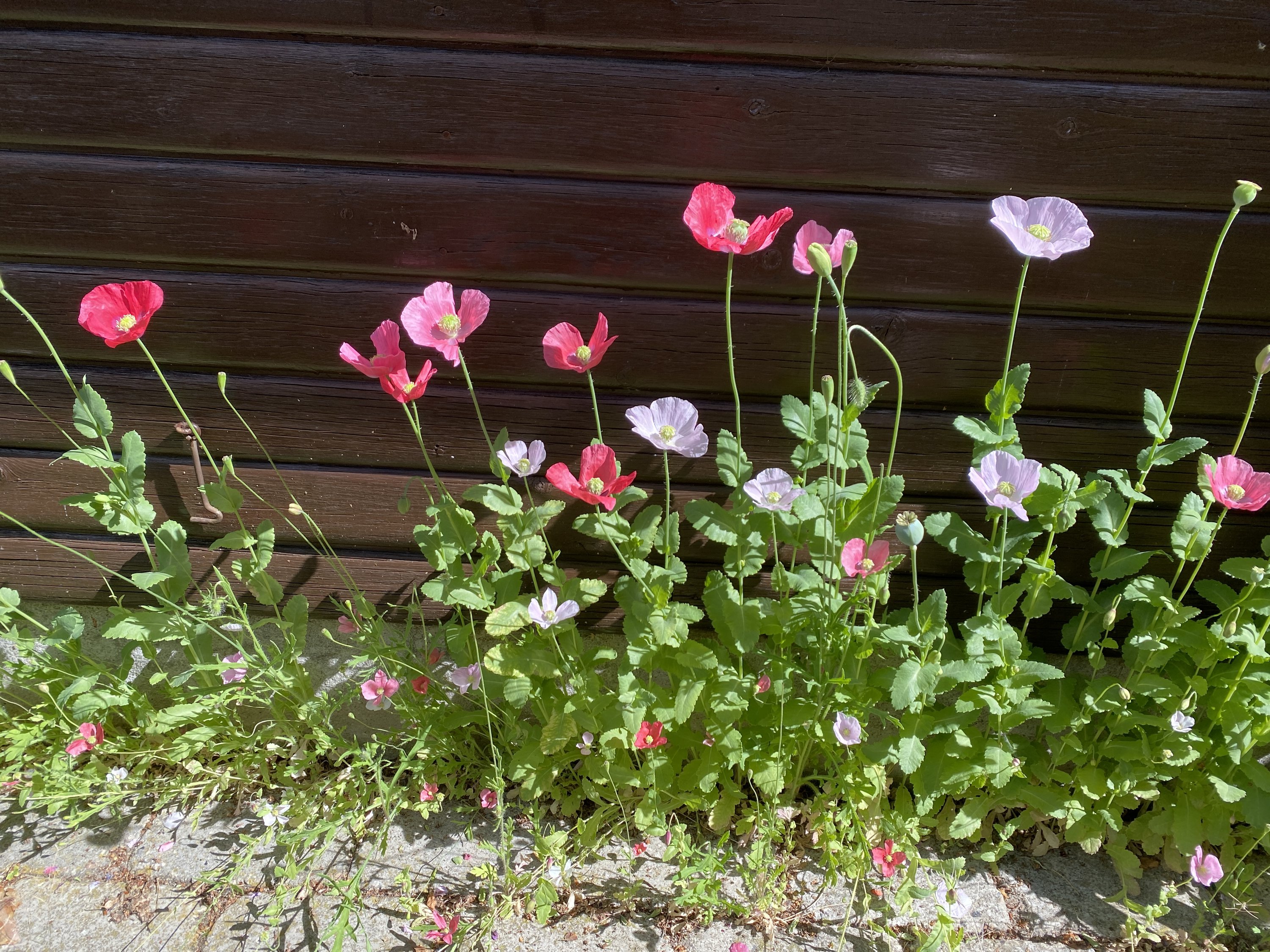 Fremhævet udendørs billede i fuldskærmstilstand. Billede af Ryagervej 41, Sandet, 3300 Frederiksværk