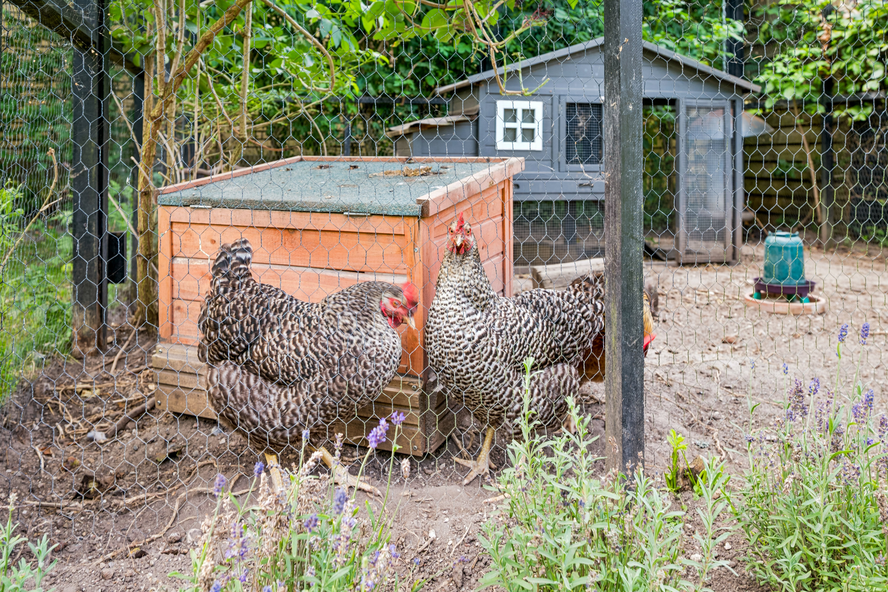 Fremhævet have billede i fuldskærmstilstand. Billede af Tinningvej 12, Foldby, 8382 Hinnerup