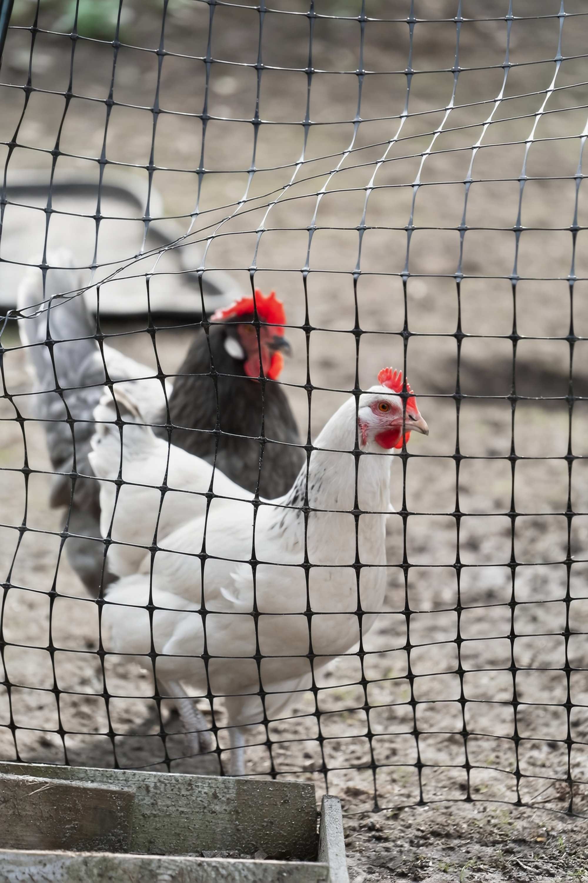 Fremhævet set fra haven billede i fuldskærmstilstand. Billede af Hold-An Vej 140, 2750 Ballerup