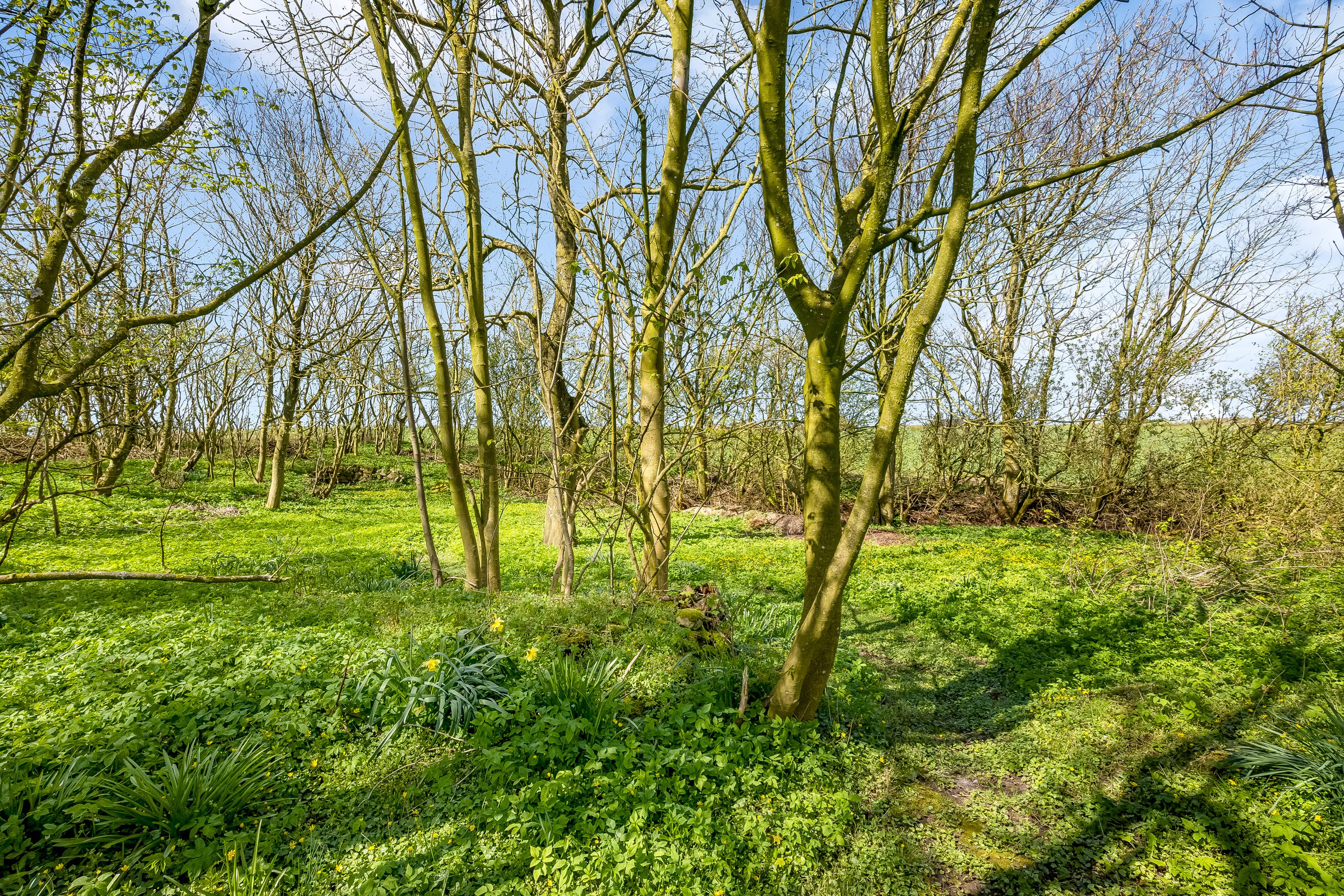 Fremhævet have billede i fuldskærmstilstand. Billede af Nørremøllevej 8, Lomborg, 7620 Lemvig