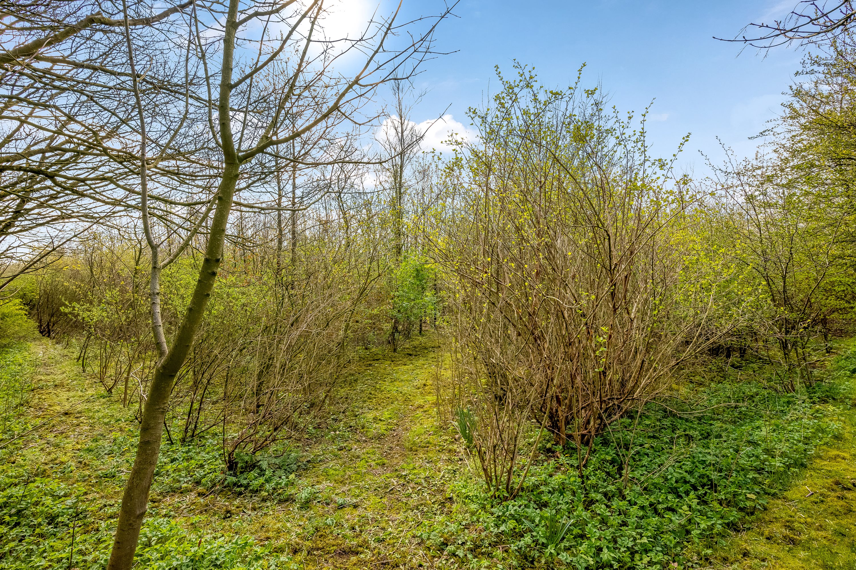 Fremhævet skov billede i fuldskærmstilstand. Billede af Nørremøllevej 8, Lomborg, 7620 Lemvig