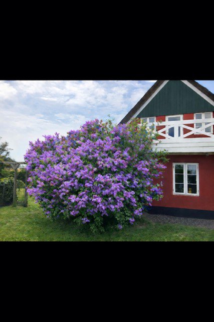 Fremhævet  billede i fuldskærmstilstand. Billede af Hæsset 7, Rindby, 6720 Fanø
