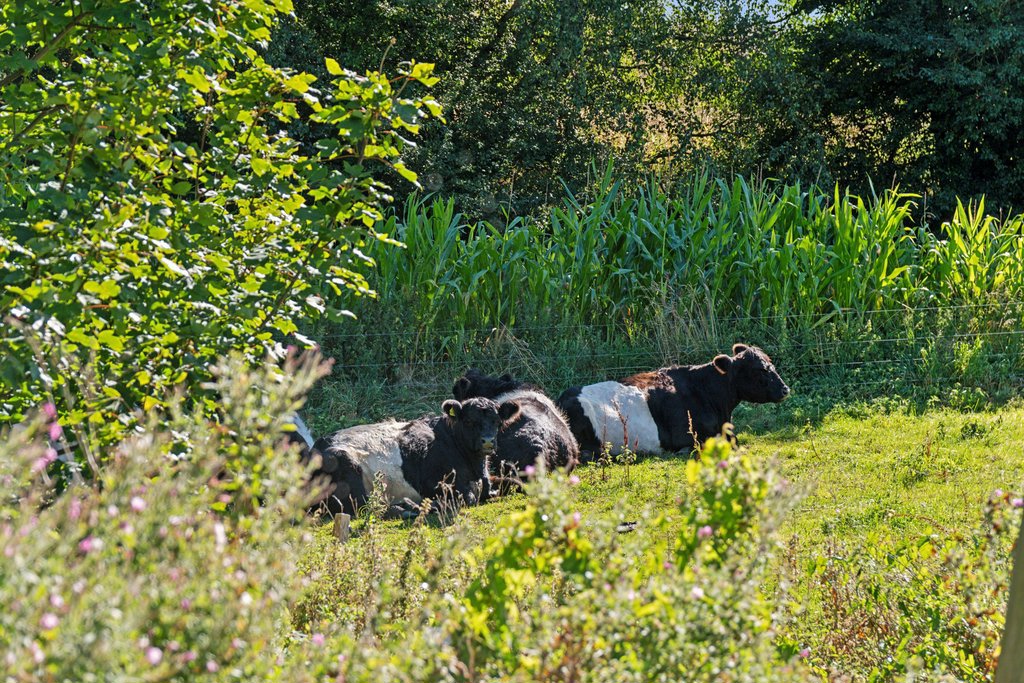Fremhævet  billede i fuldskærmstilstand. Billede af Veddingevej 14, Høve, 4550 Asnæs