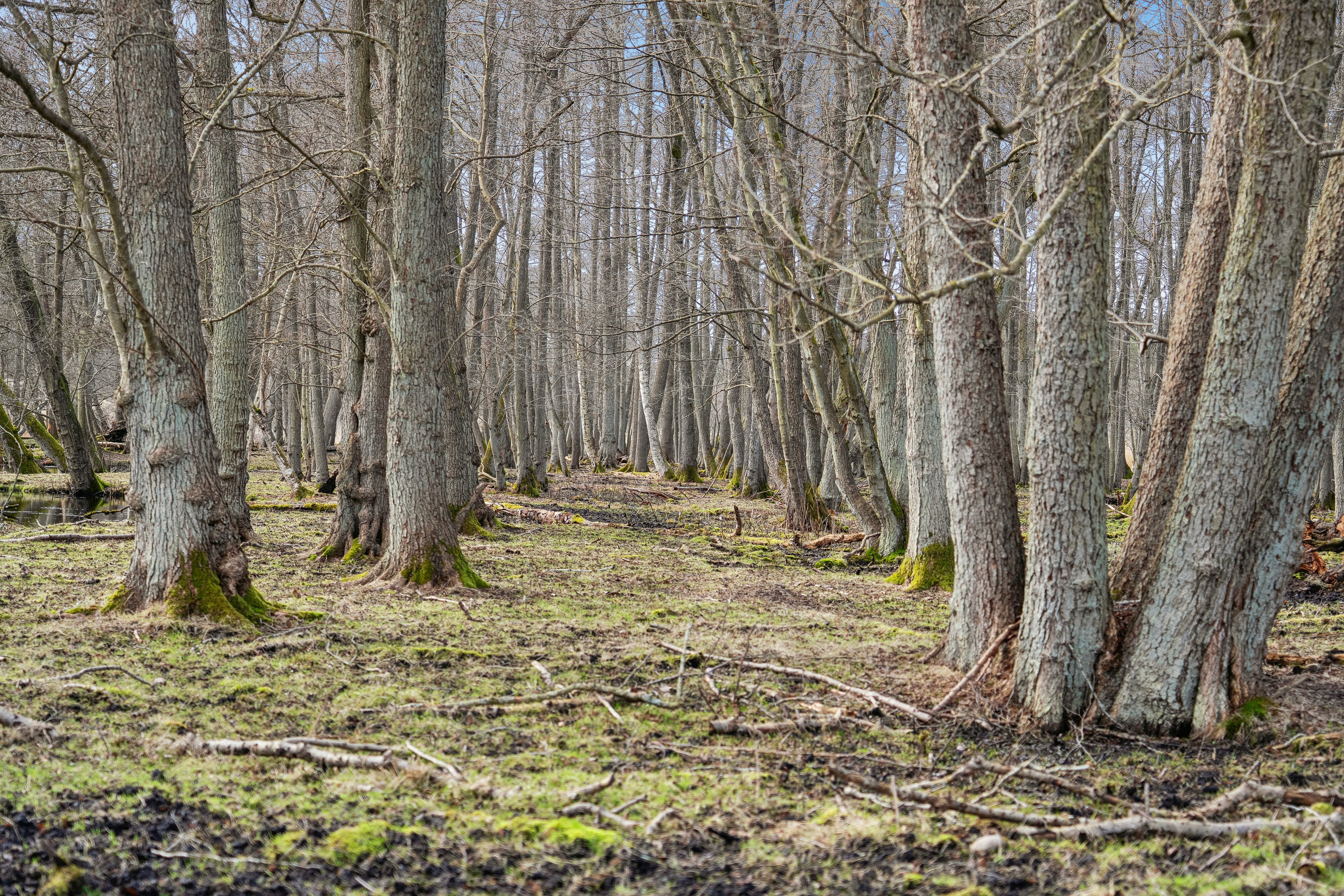 Fremhævet udendørs billede i fuldskærmstilstand. Billede af Gl Havreholmvej 18, 3100 Hornbæk