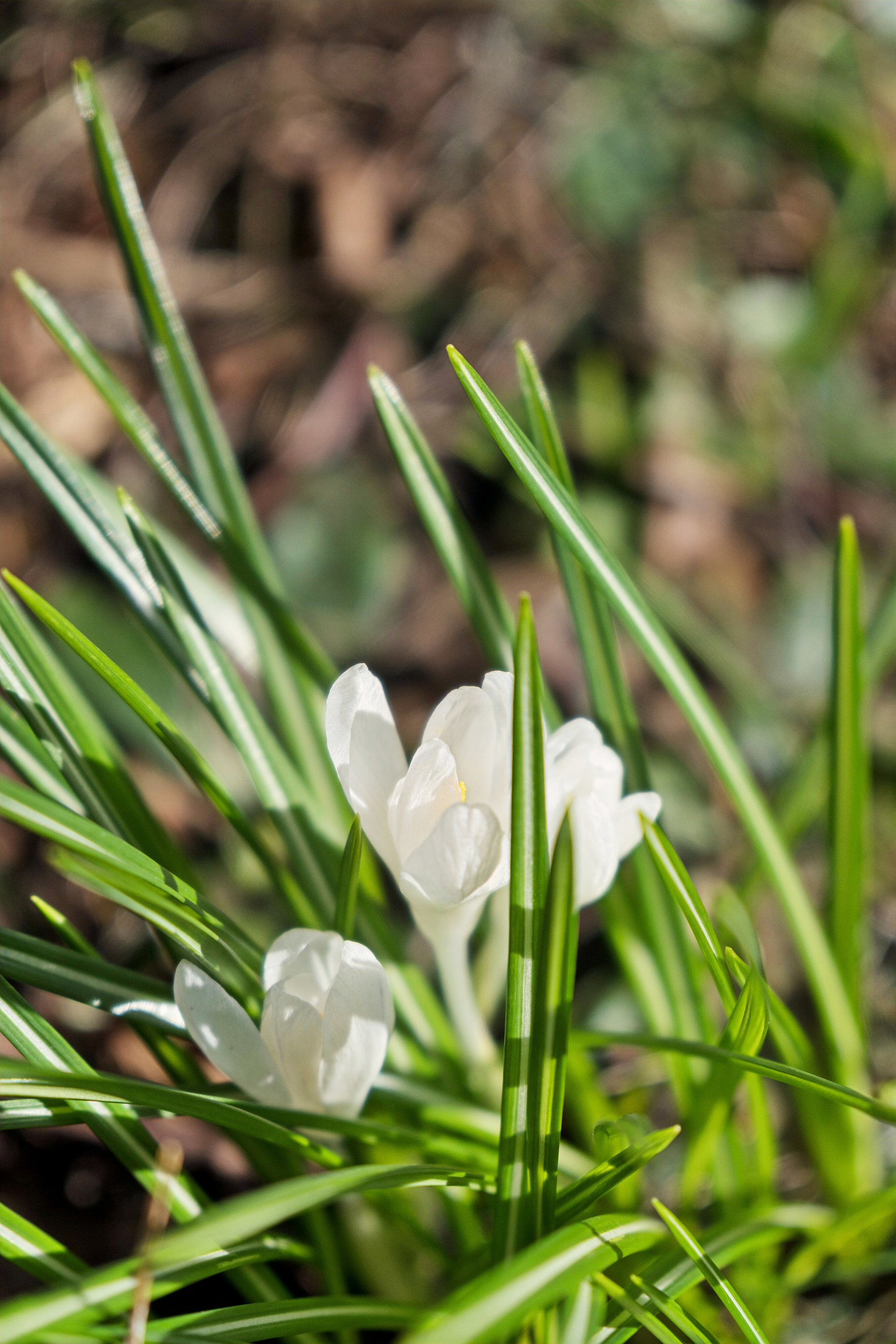 Fremhævet udendørs billede i fuldskærmstilstand. Billede af Dalsøvej 24, 7200 Grindsted