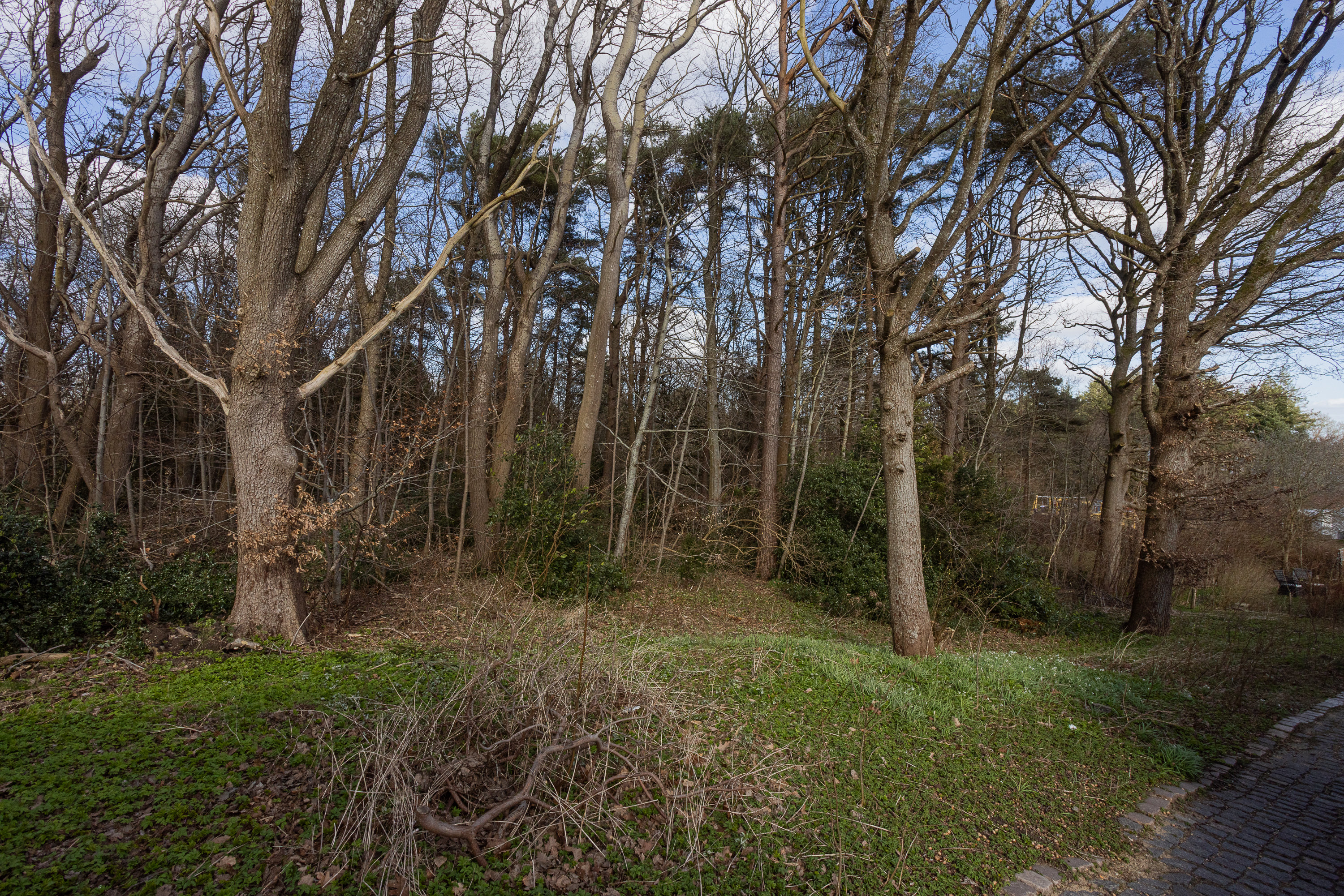 Fremhævet skov billede i fuldskærmstilstand. Billede af Ligustervej 35, 8600 Silkeborg